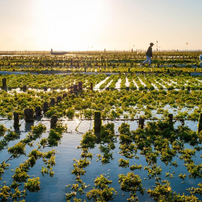 Landcsape shot of an algae farm field in Indonesia with the sun on the horizon.