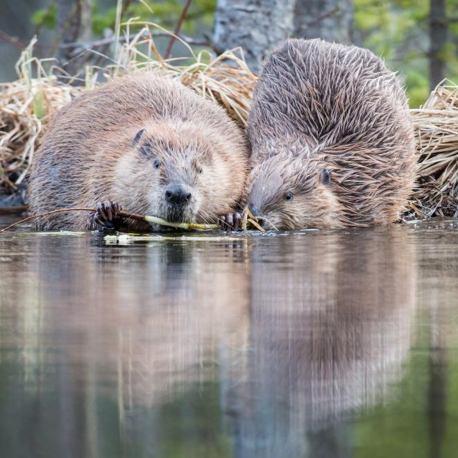 Two beavers at a stream/river bank with distorted reflections in the water. 