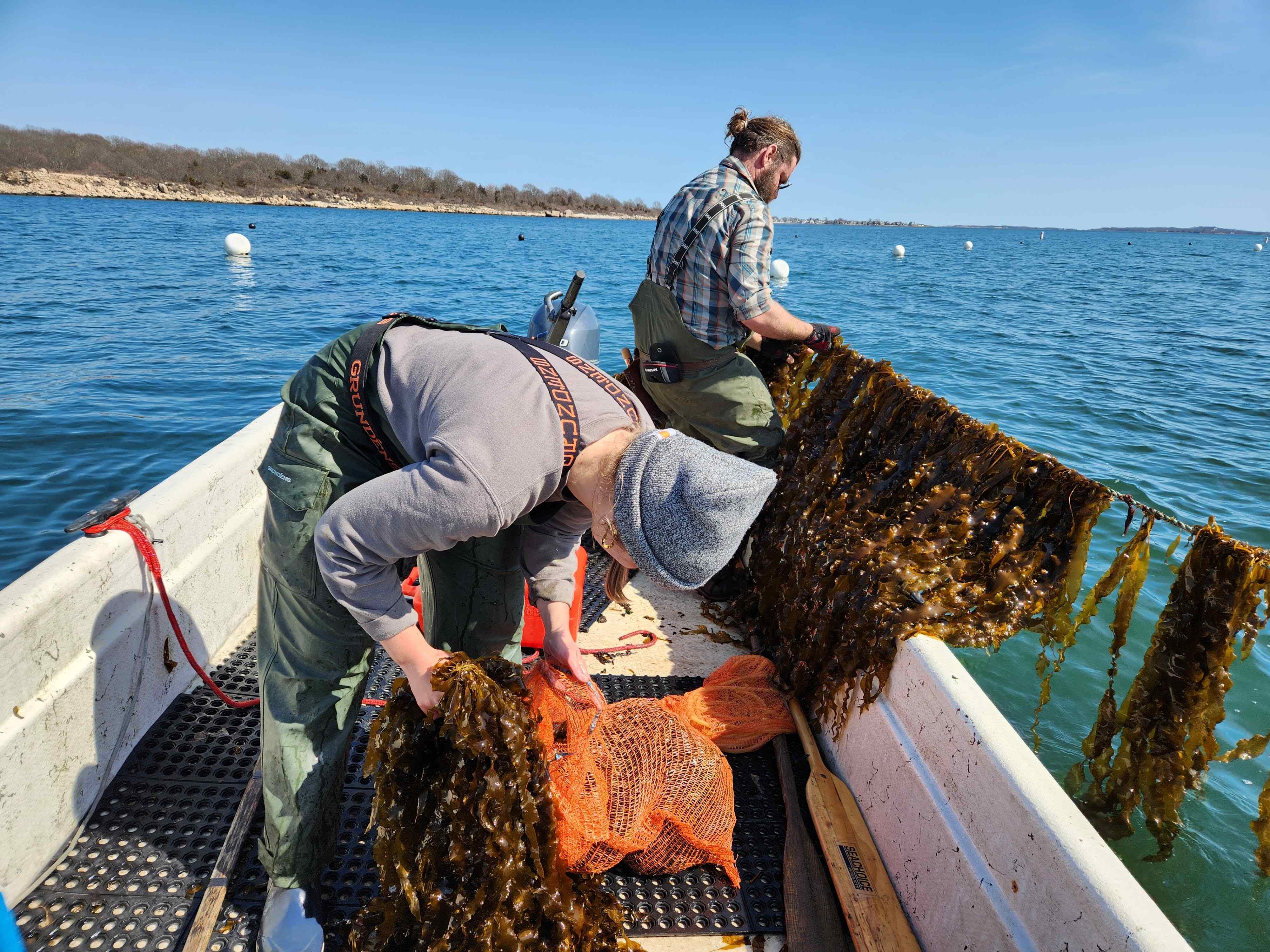 Ocean farmers taking kelp samples to track growth, yield, and quality.