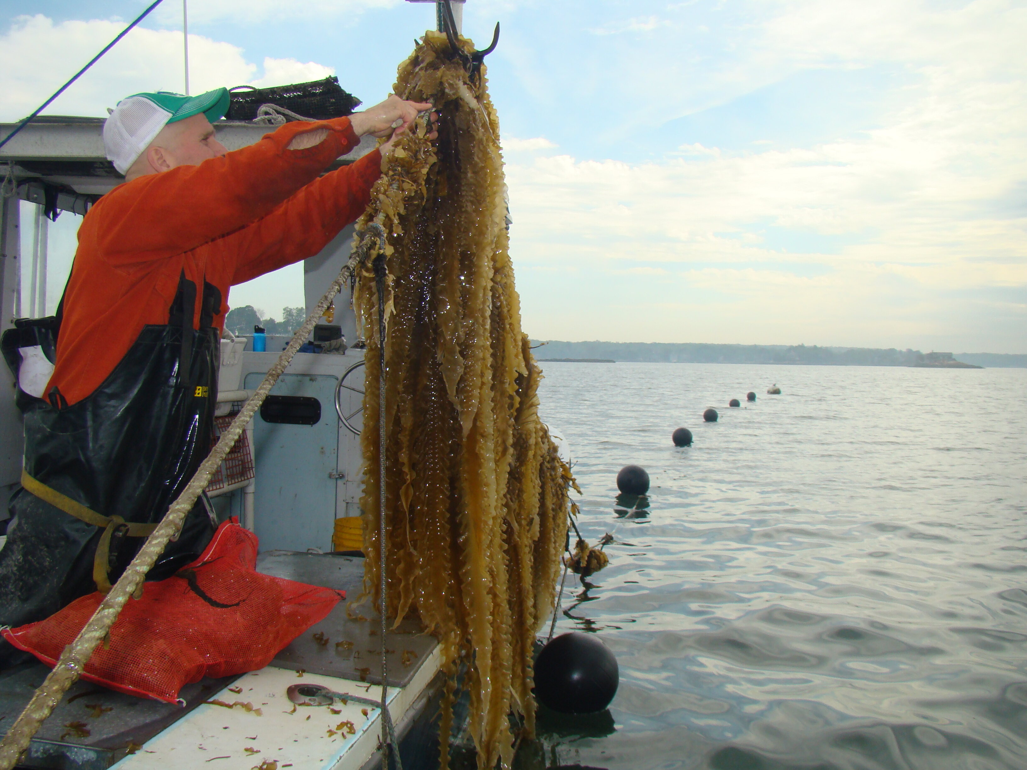 Bren Smith, GreenWave’s Co-Executive Director and Co-Founder, harvesting kelp. 