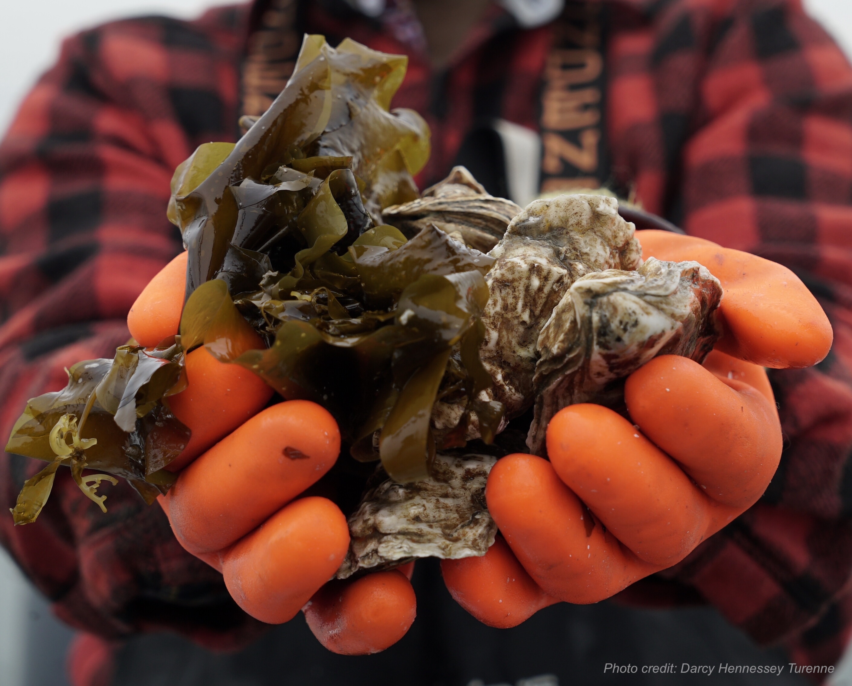 Two gloved hands holding a mix of ocean farmed seaweed and shellfish. 