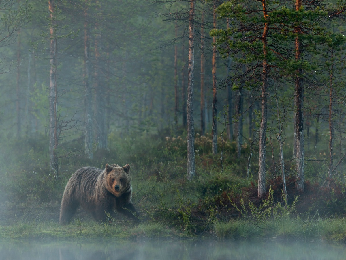 European brown bear (Ursus arctos) reflected in a forest pond in evening mist, Finland.