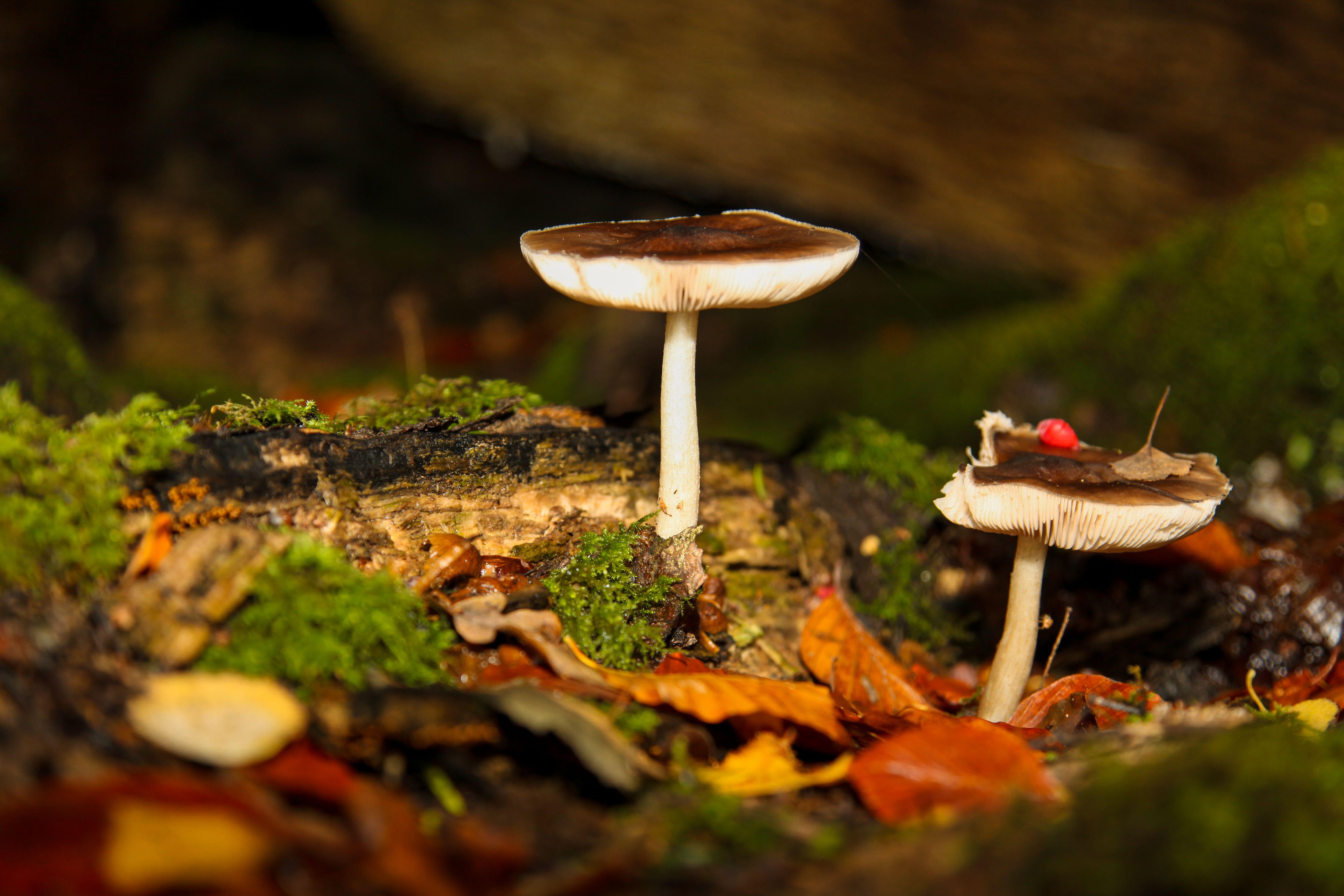 Autumn wild Mushrooms growing in leaf mold on the forest floor at Ranmore Common, Surrey, UK.