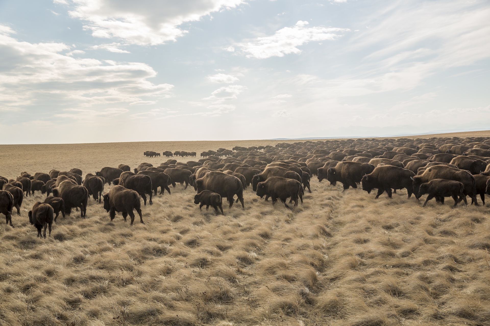 Bison on the Blackfeet Indian Reservation in northern Montana moving  to their fall pasture