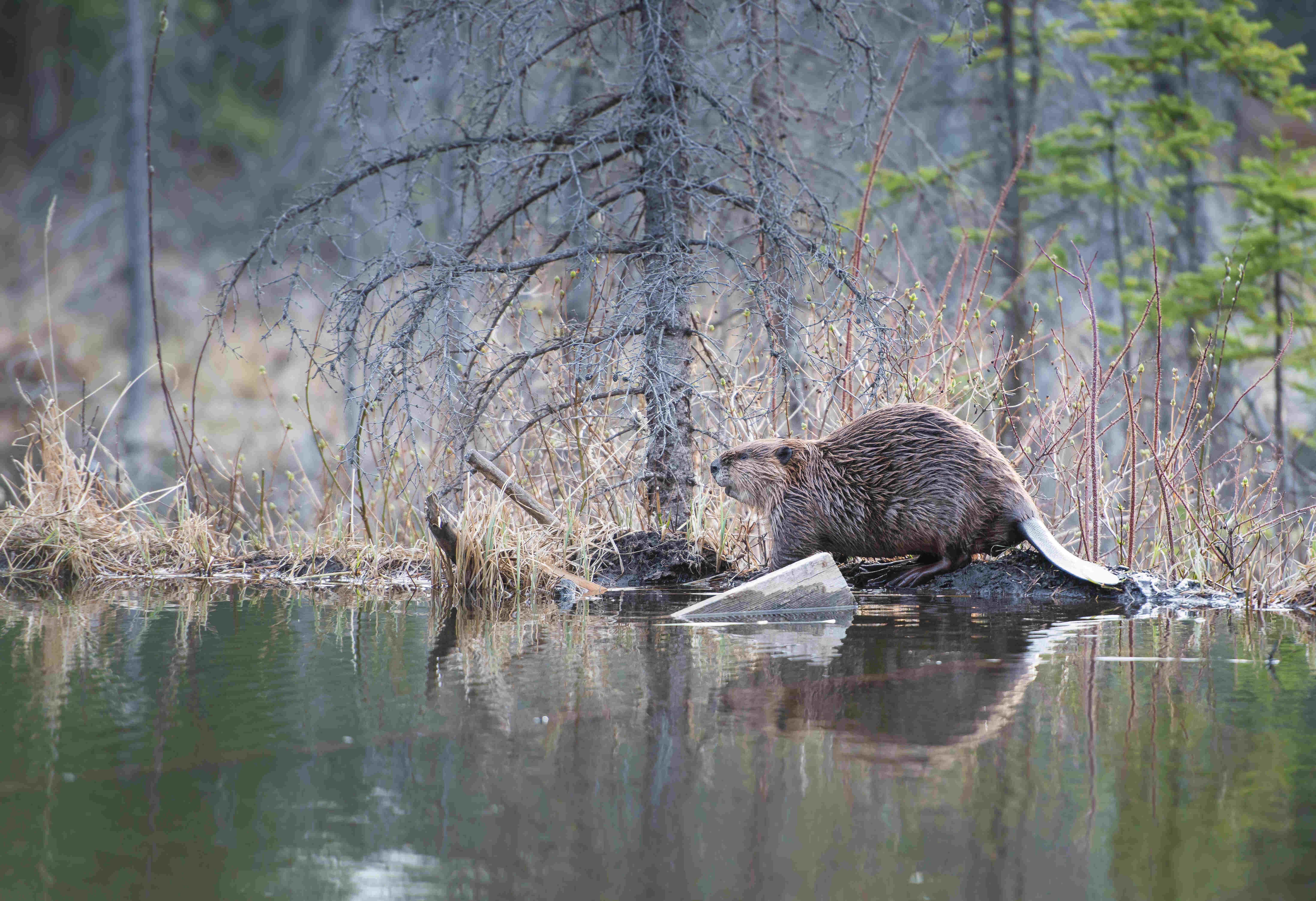 Daytime shot of a beaver.