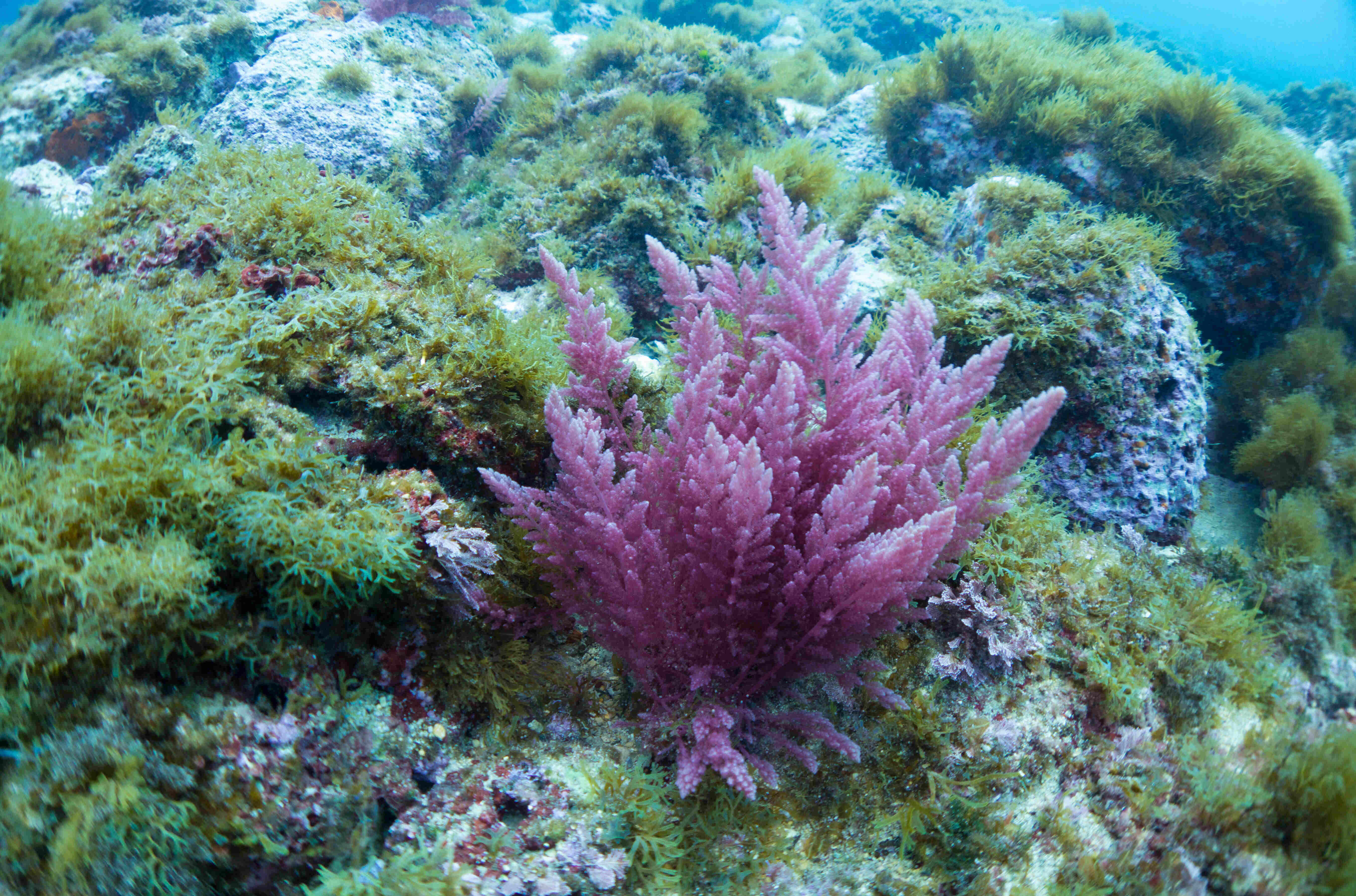 Red algae, Asparagopsis taxiformis, from the Mediterranean, Malta.