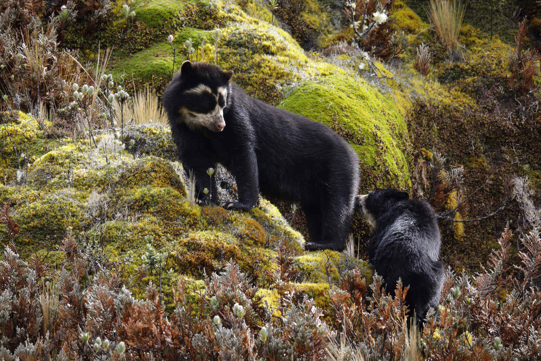 Spectacled Bear mother and cub (Tremarctos ornatus) at Cayambe-Coca ecological reserve, Ecuador.