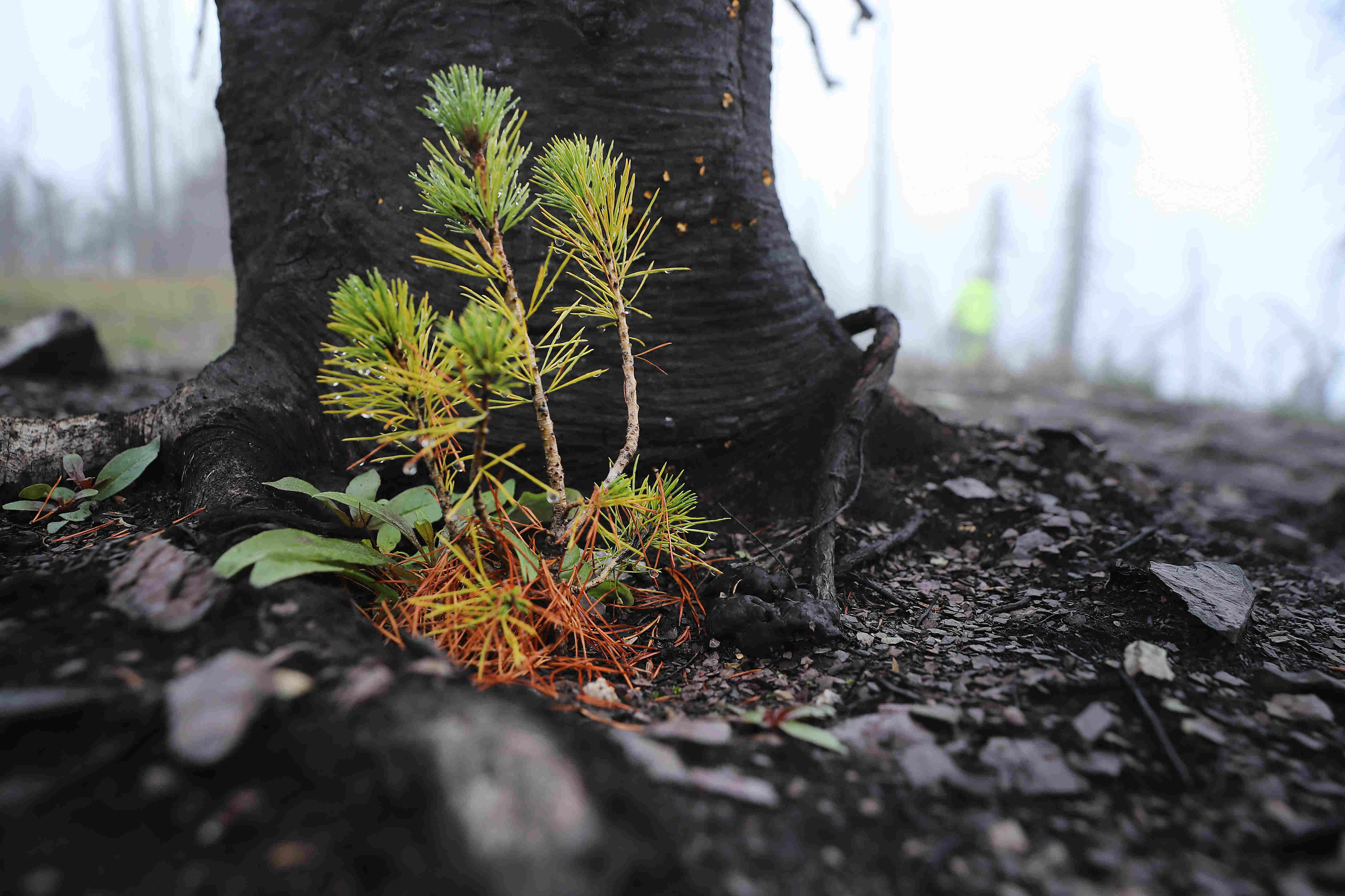 A whitebark pine seedling that was planted a year earlier stands in ground blackened by fire in Glacier National Park, Montana.