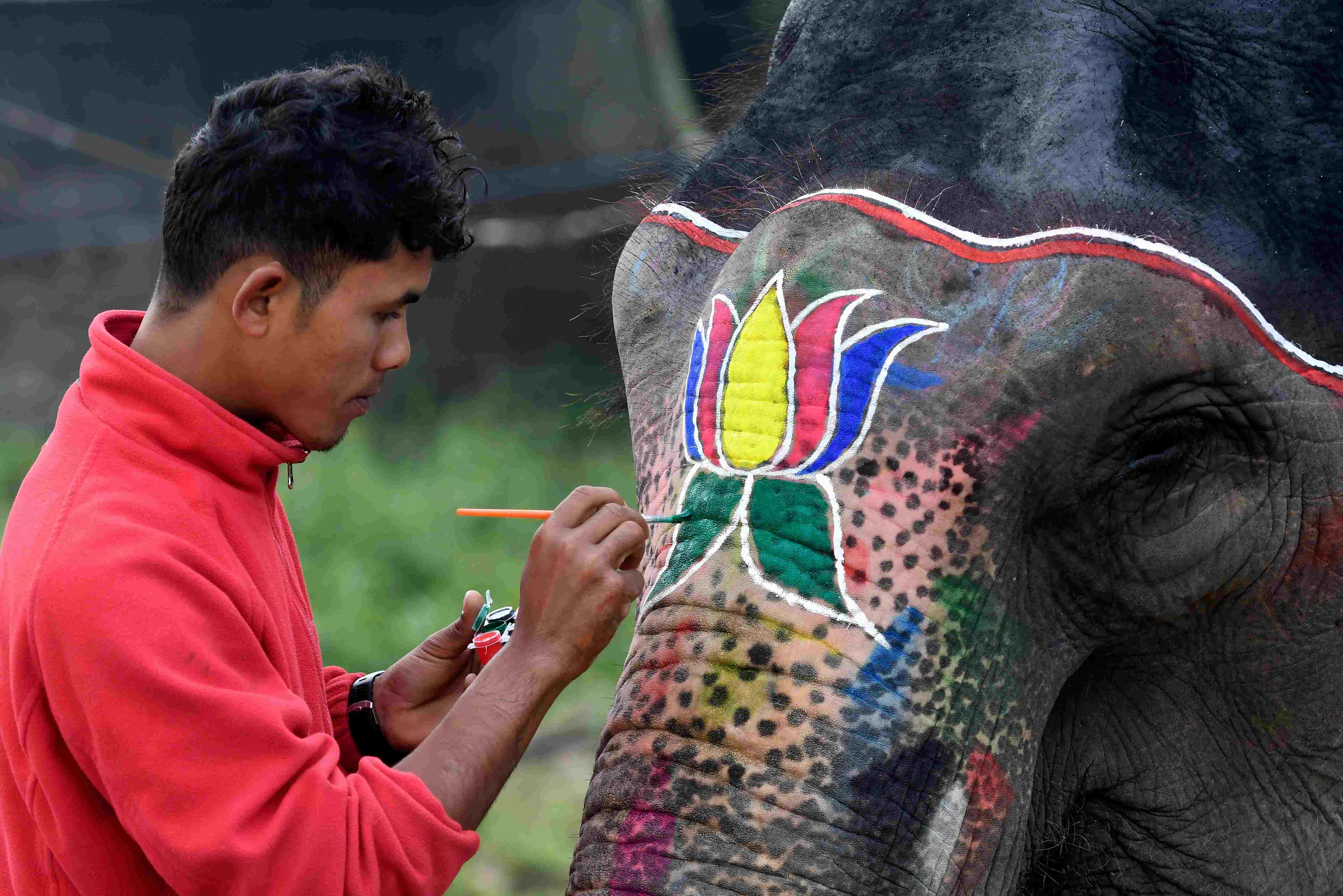 A mahout decorates his elephant before an elephant beauty pageant in Sauraha Chitwan, Nepal.