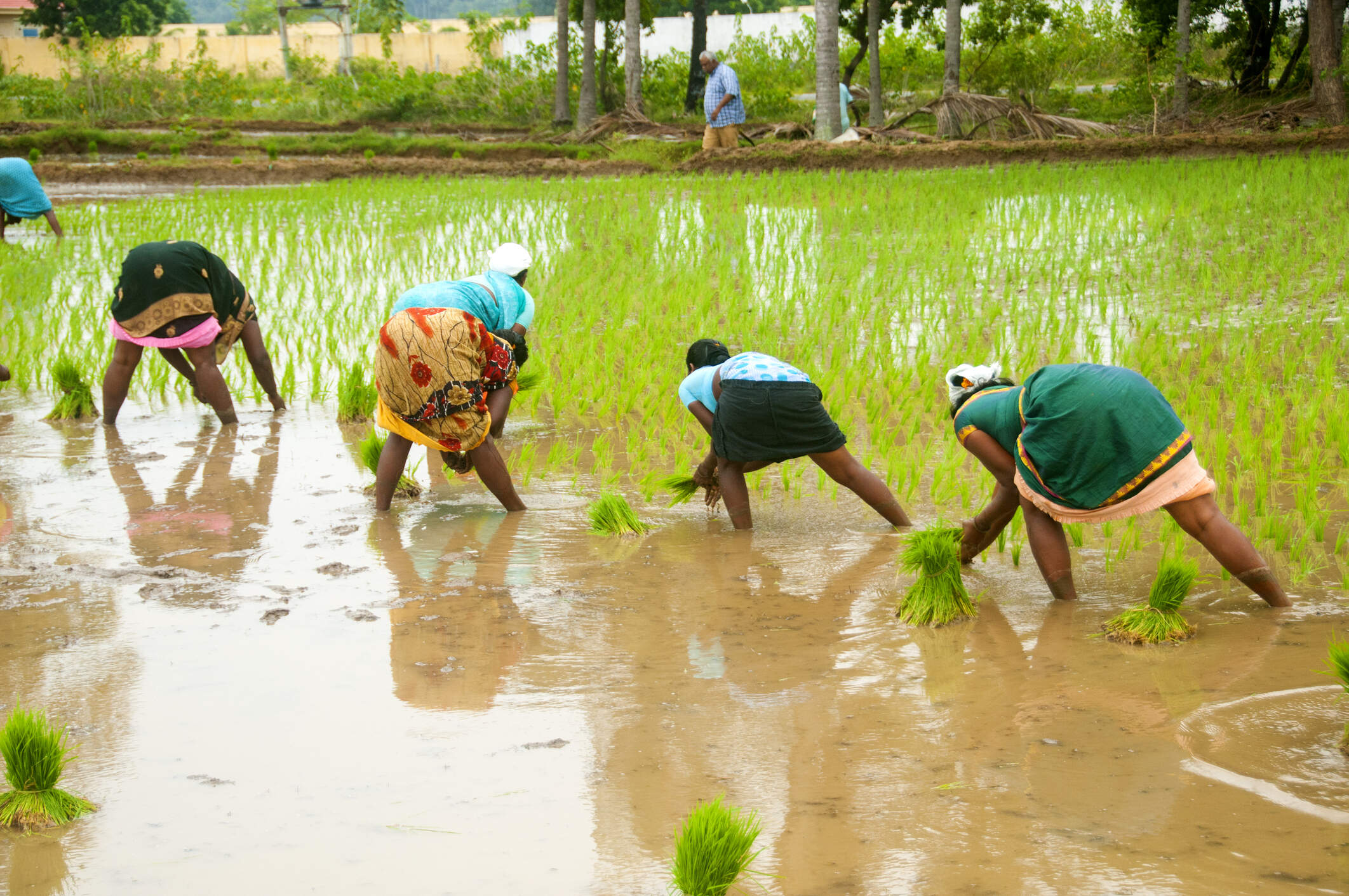 Women farmers working in a rice field in Kanchipuram, Tamil Nadu, India.