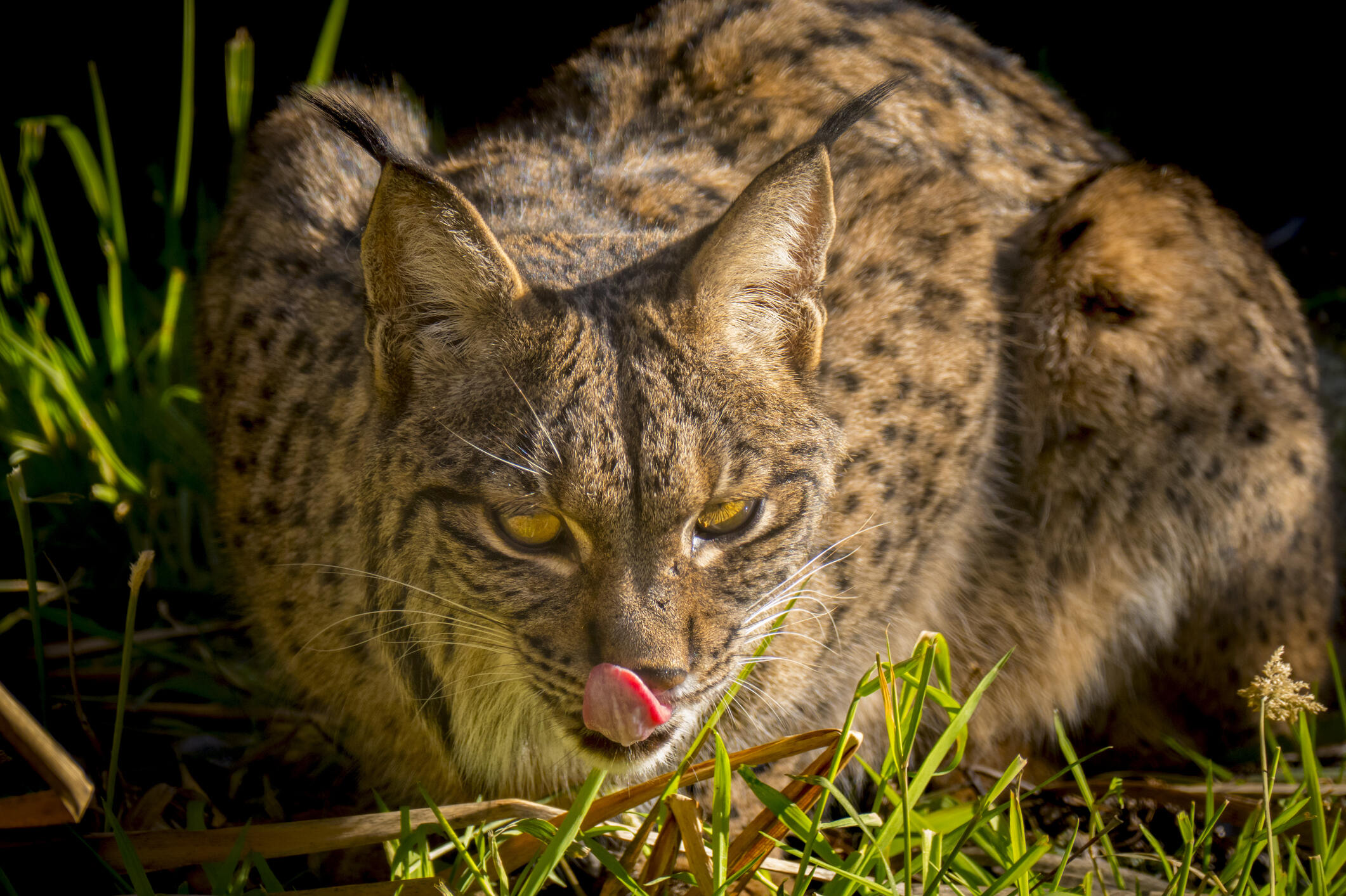 The a Iberian Lynx is crouched in grass while licking its chops.