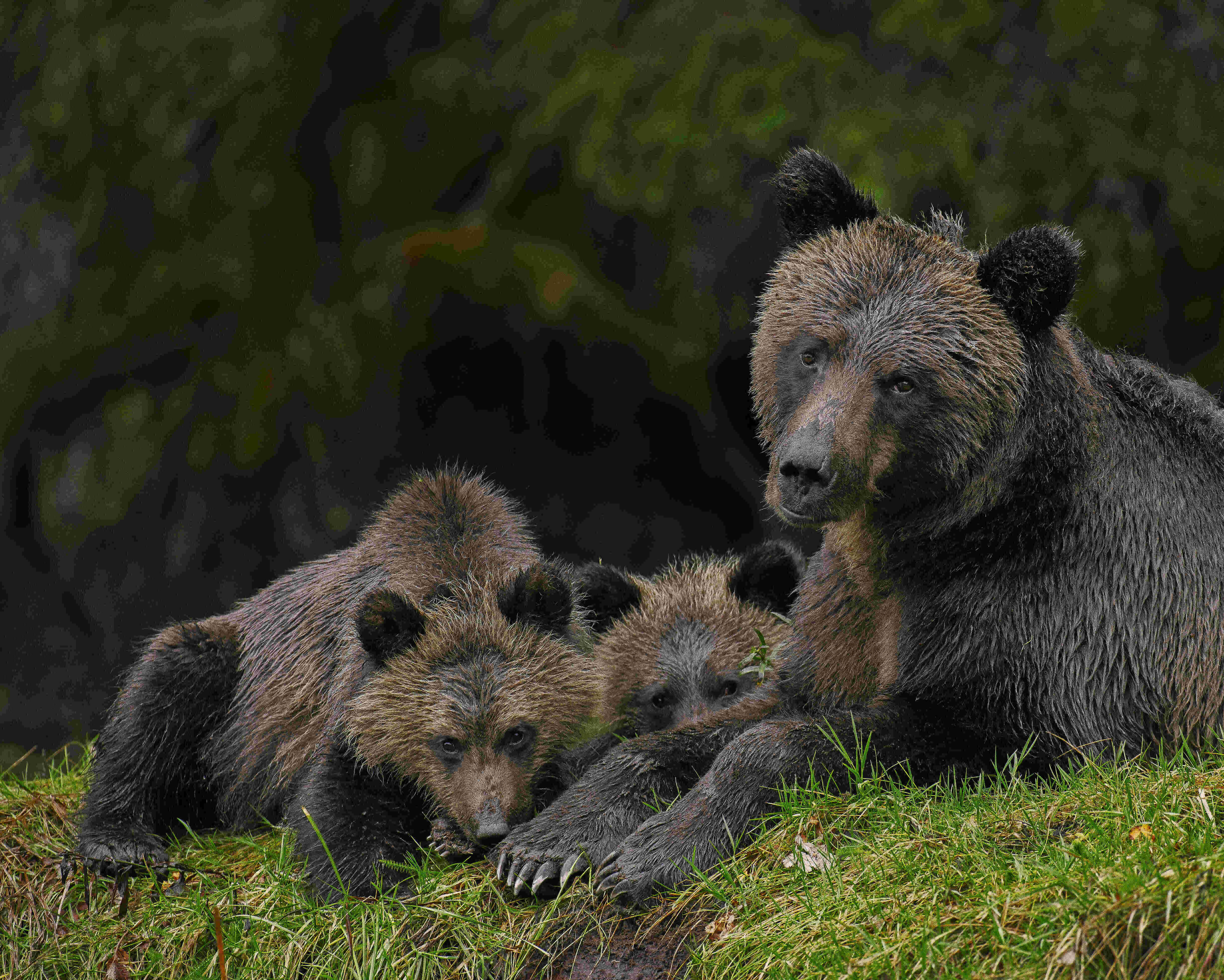 Female grizzly bear and two cubs in the Great Bear Rainforest, Canada.