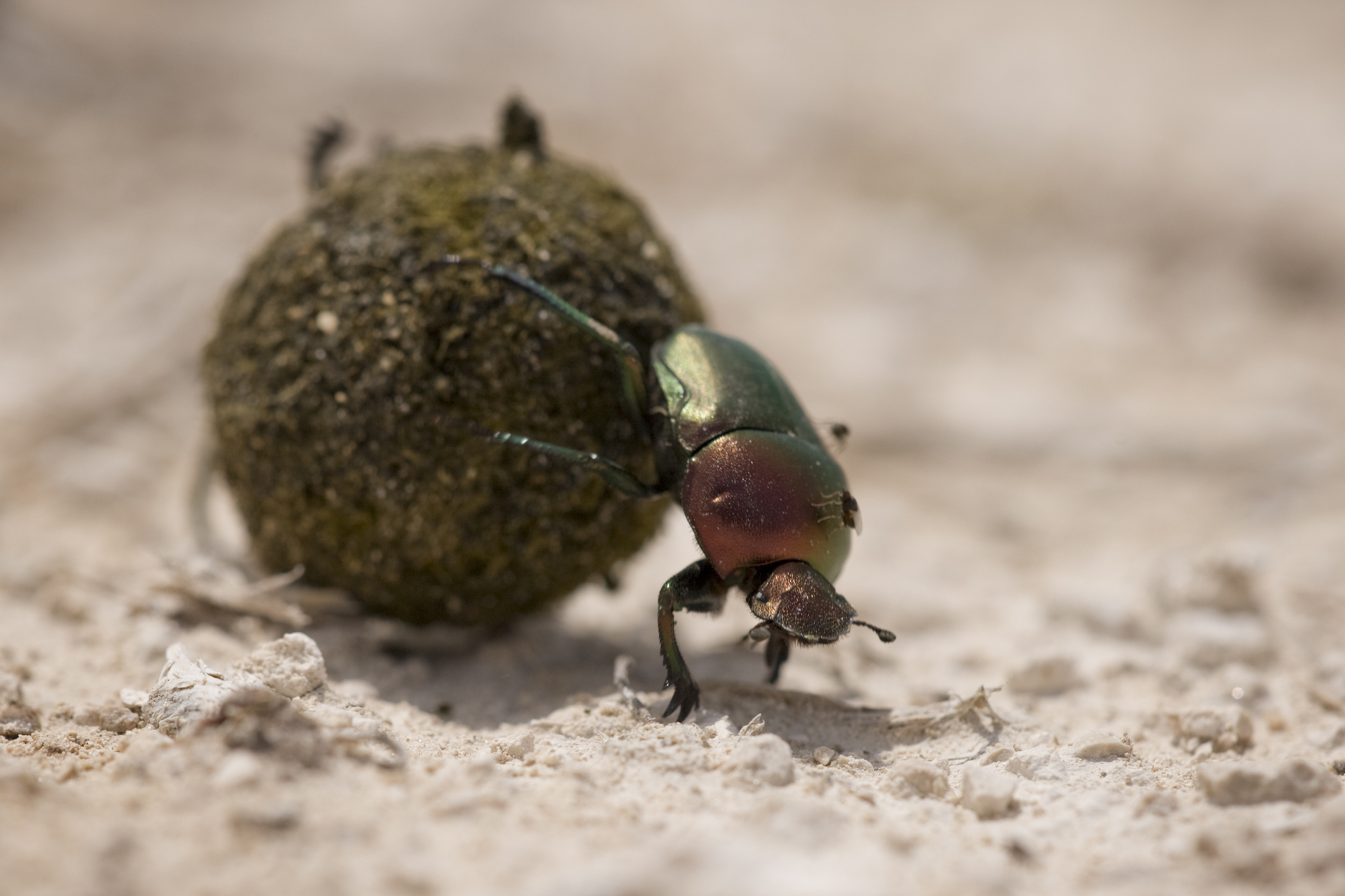 Close-up of Dung Beetle pushing ball of elephant dung through desert.