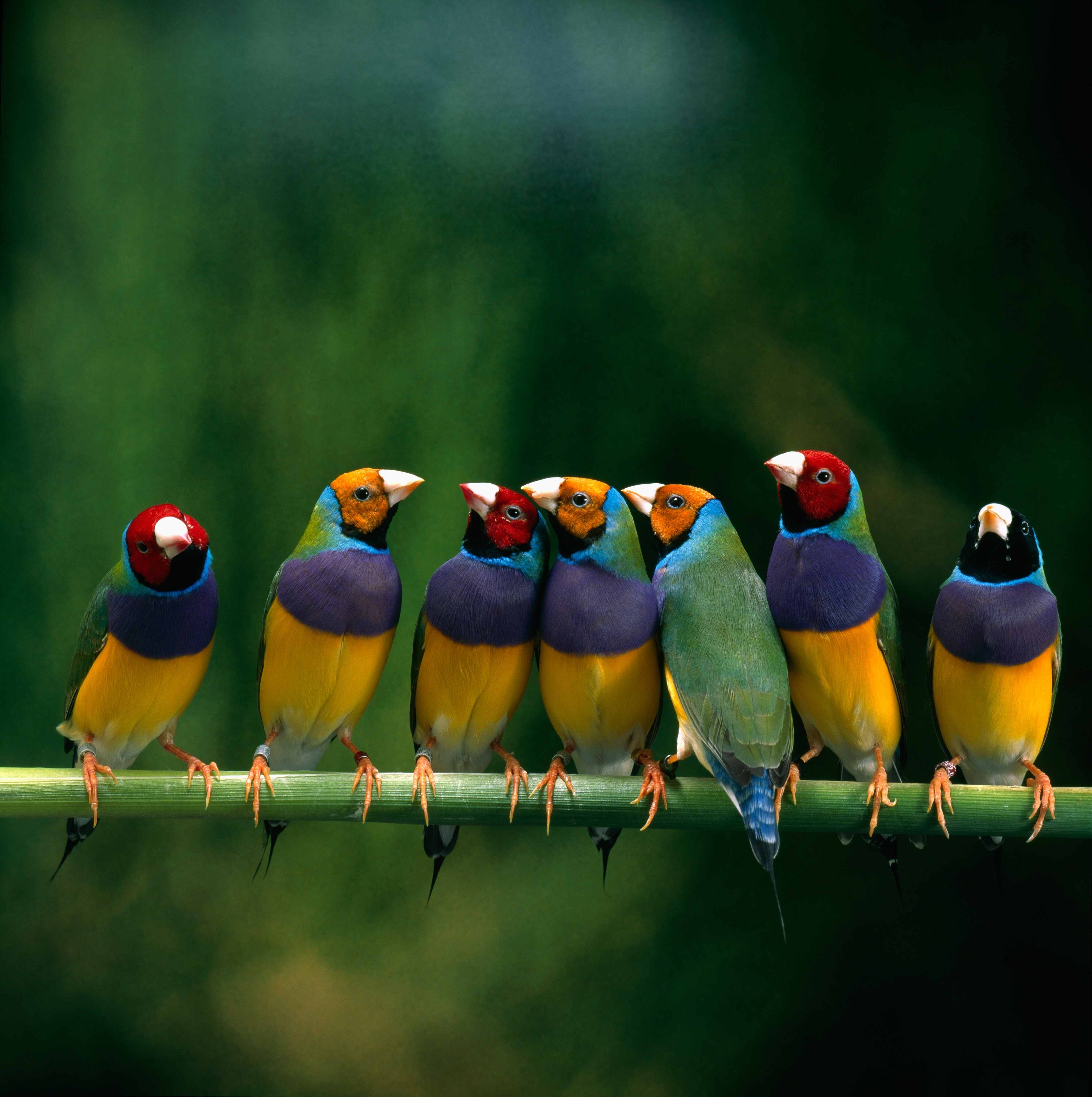 Seven Australian gouldian finches on a branch.