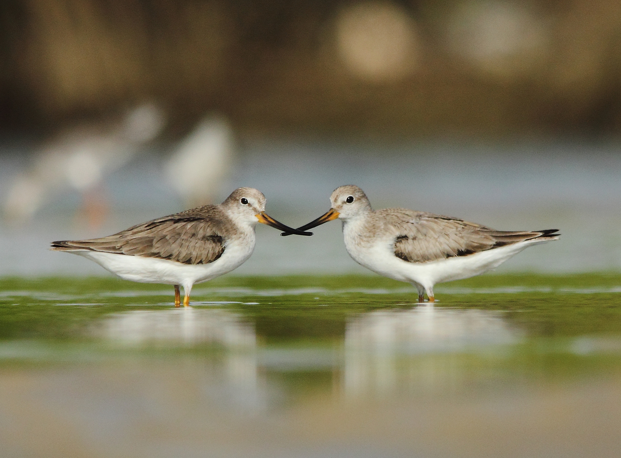 A pair of Terek Sandpipers standing opposite of each other with their beaks touching.