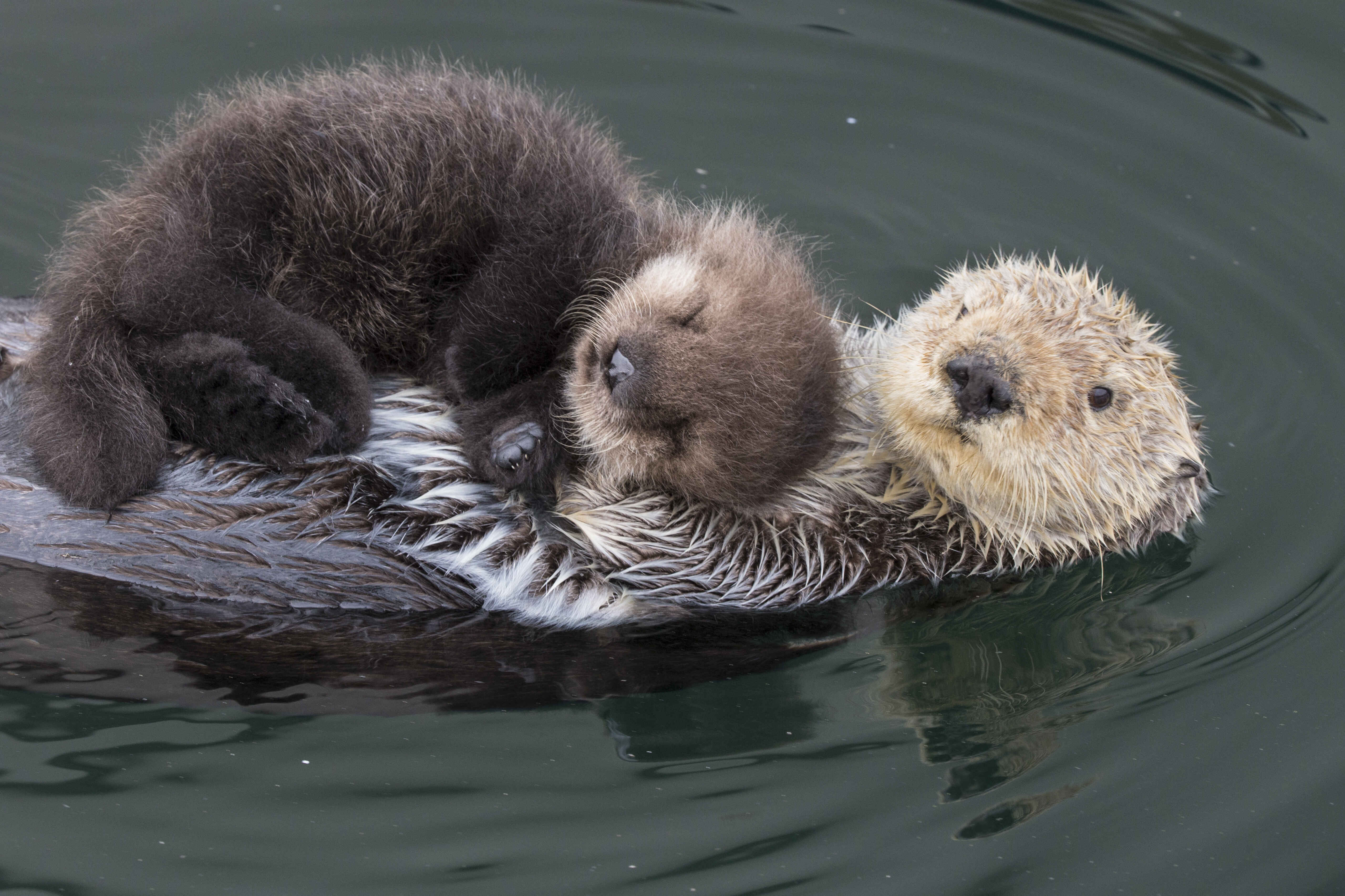 Sea Otter (Enhydra lutris) mother with three-day-old newborn pup, Monterey Bay, California.