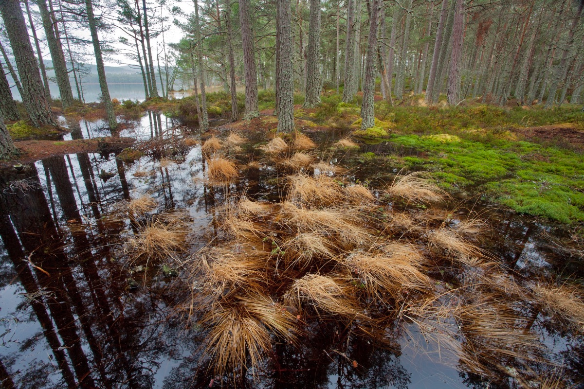 Wetland area of Scots pine in the Abernethy Forest, Cairngorms National Park, Scotland.