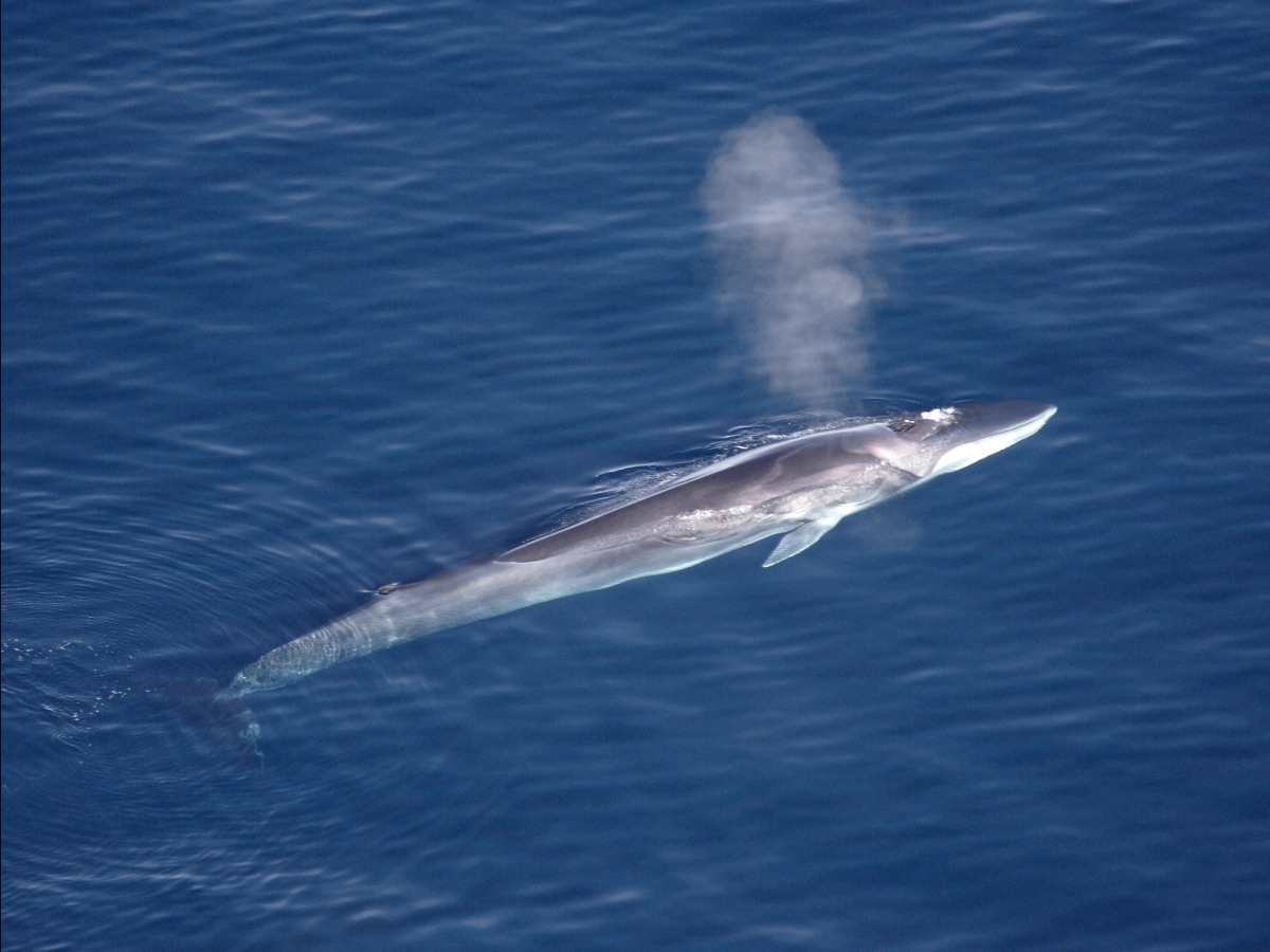 A fin whale.