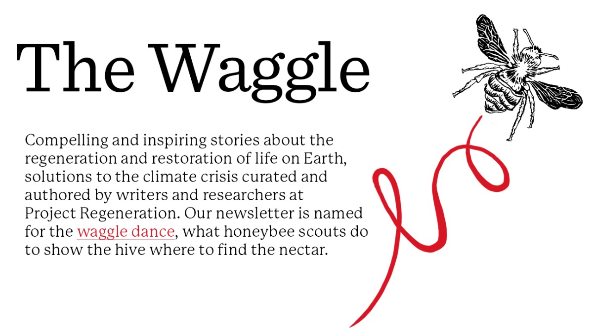 Compelling and inspiring stories about the regeneration and restoration of life on earth.