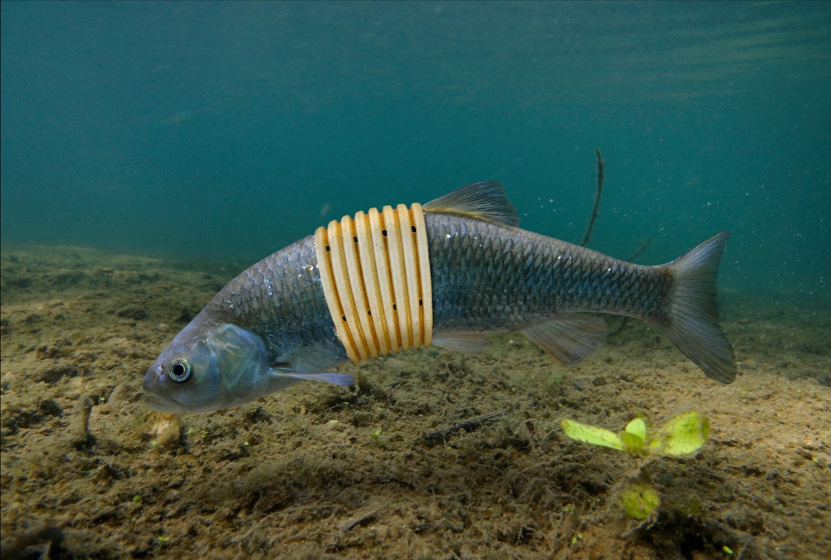 Squalius (fish) entangled on a piece of plastic tube.