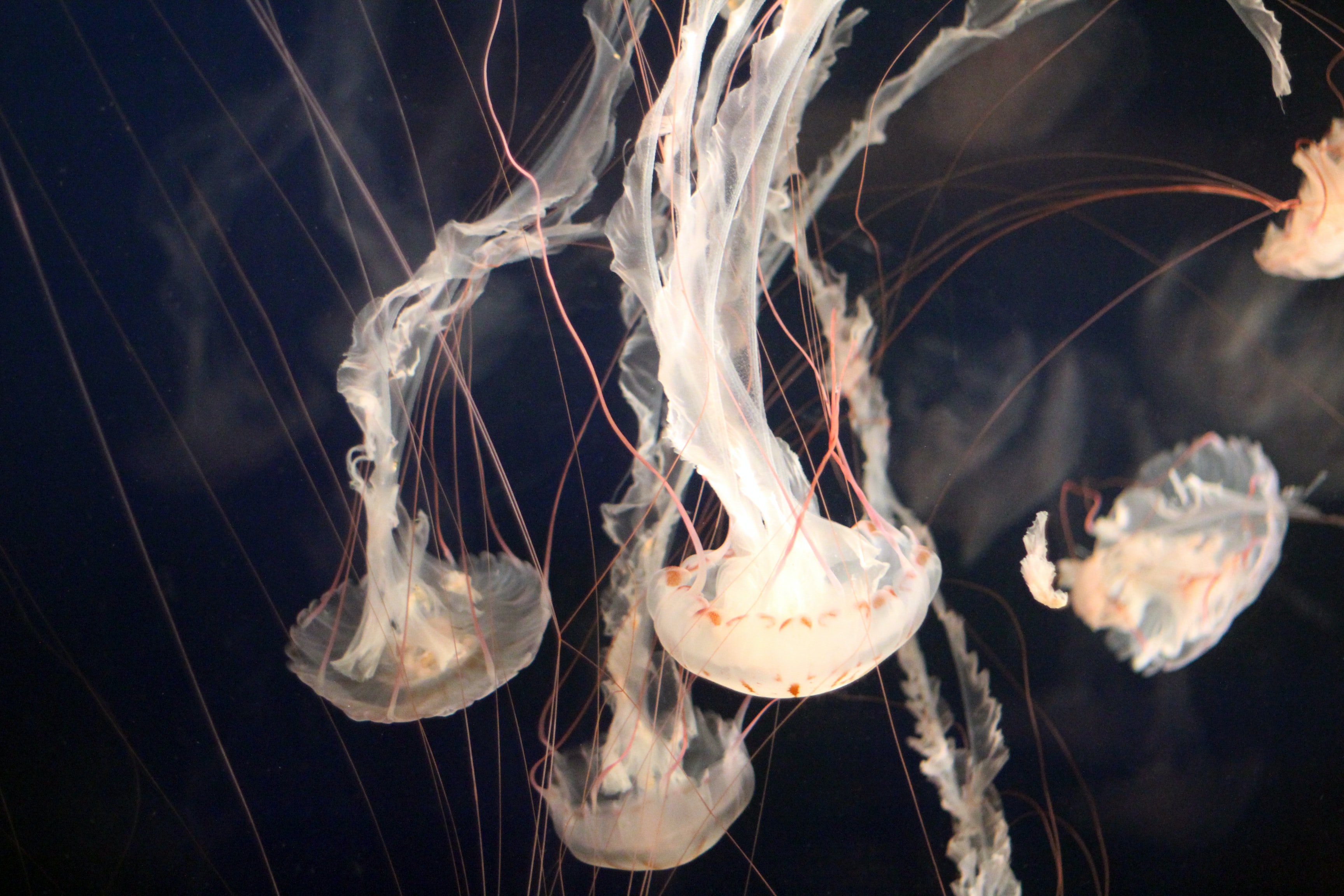 Jellyfish swimming at Vancouver Aquarium.