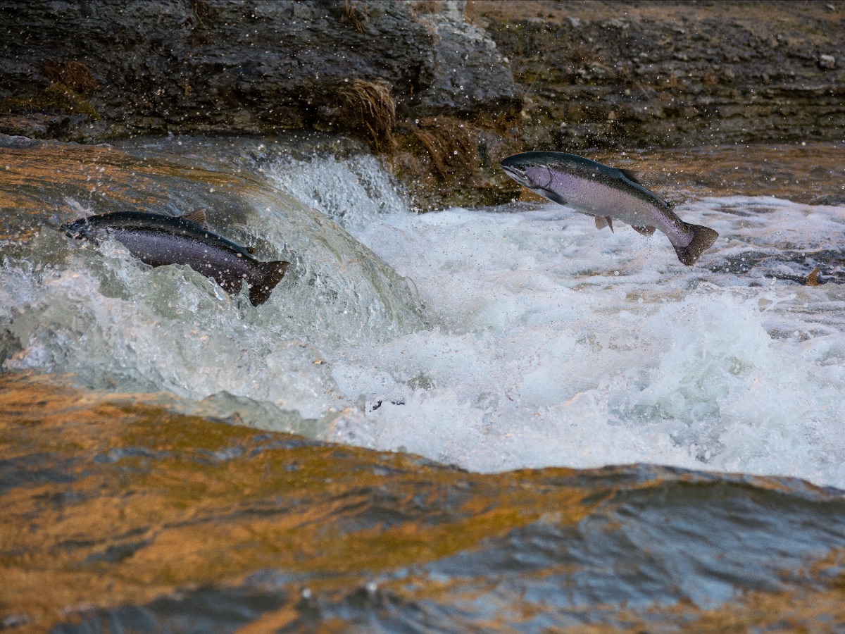 Two salmon jumping upstream to spawn.