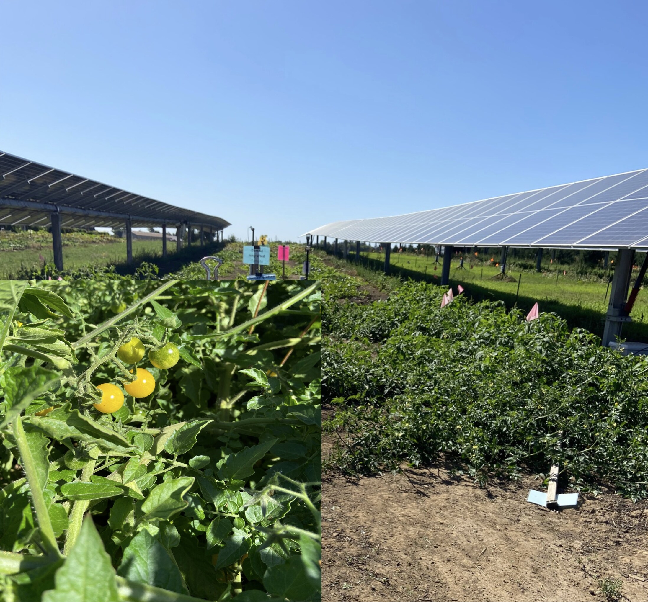 Landscape shot of Oregon Clean Power Co-op’s unique community solar project, two rows of solar panels with crops growing between them. In the bottom right quadrant of the image, it zooms in to show green/yellow cherry tomatos growing.