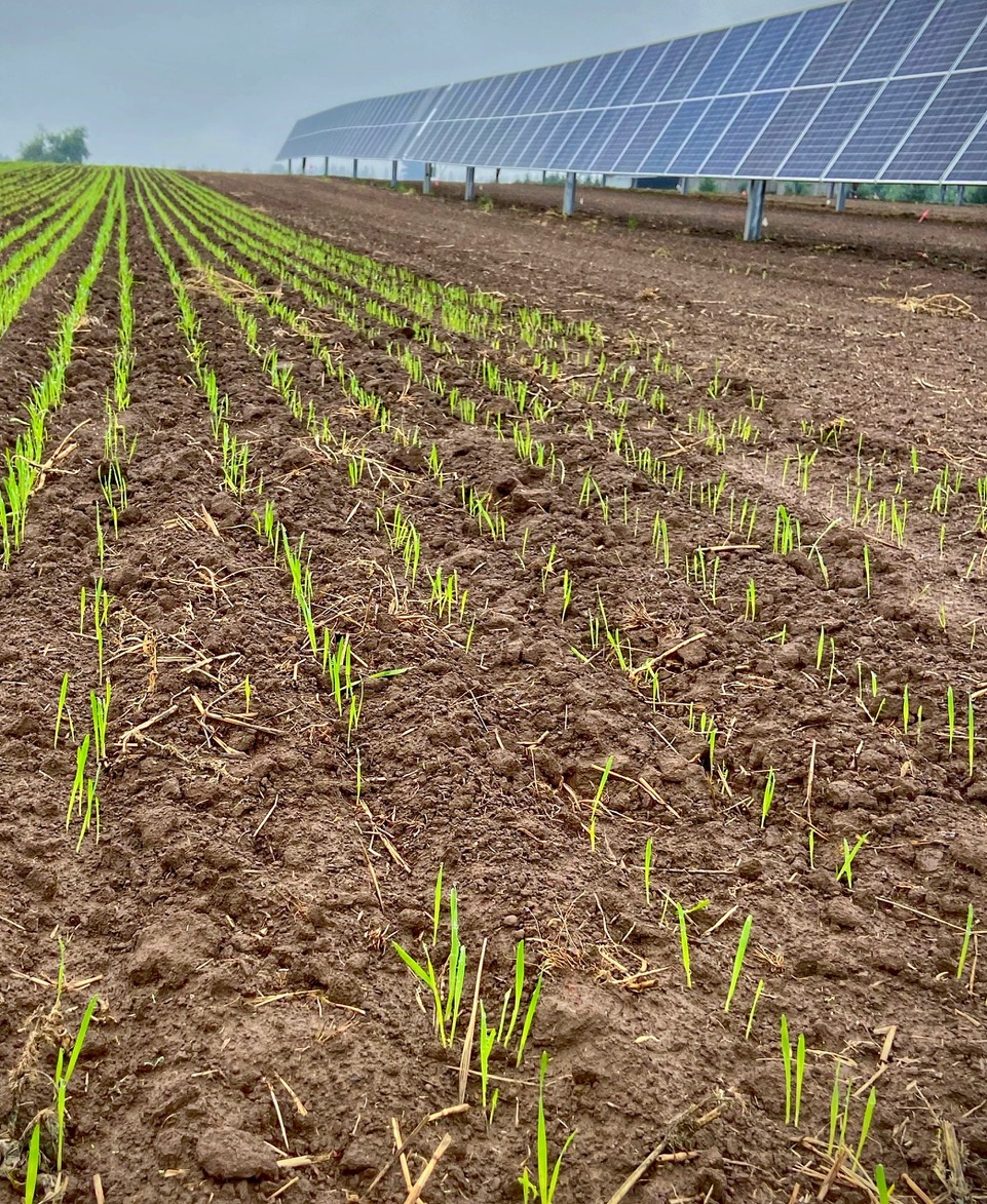 Landscape shot of crops sprouting with a row of solar panels in the distance on the righthand side. 