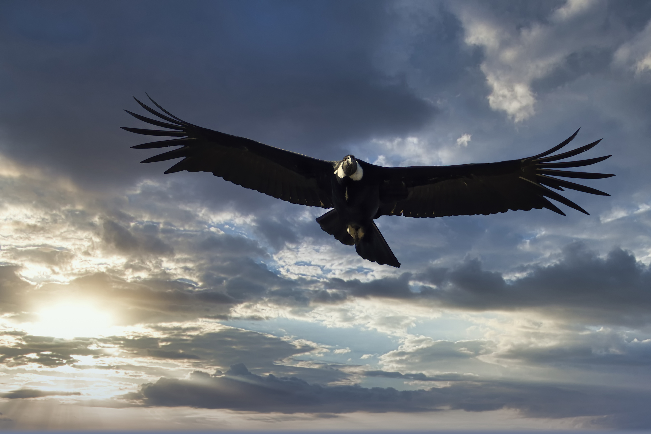 Photo of Andean Condor flying with a cloudy sky in the background.