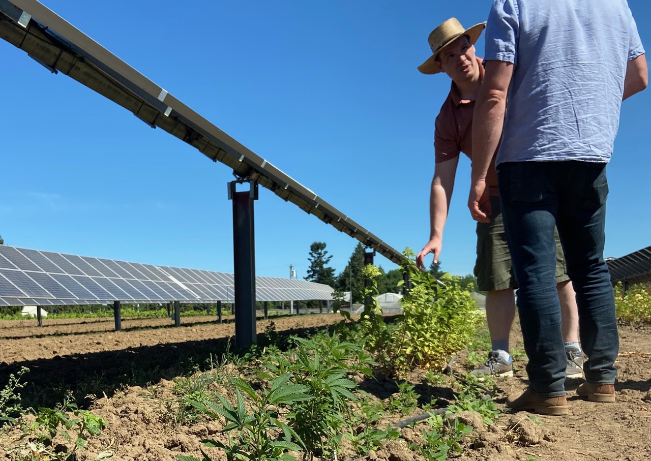 Professor Chad Higgins from Oregon State University's College of Agriculture explains his research with hemp and hydrangea plants growing under solar panels at Oregon Clean Power Co-op's Solar Harvest community solar project.