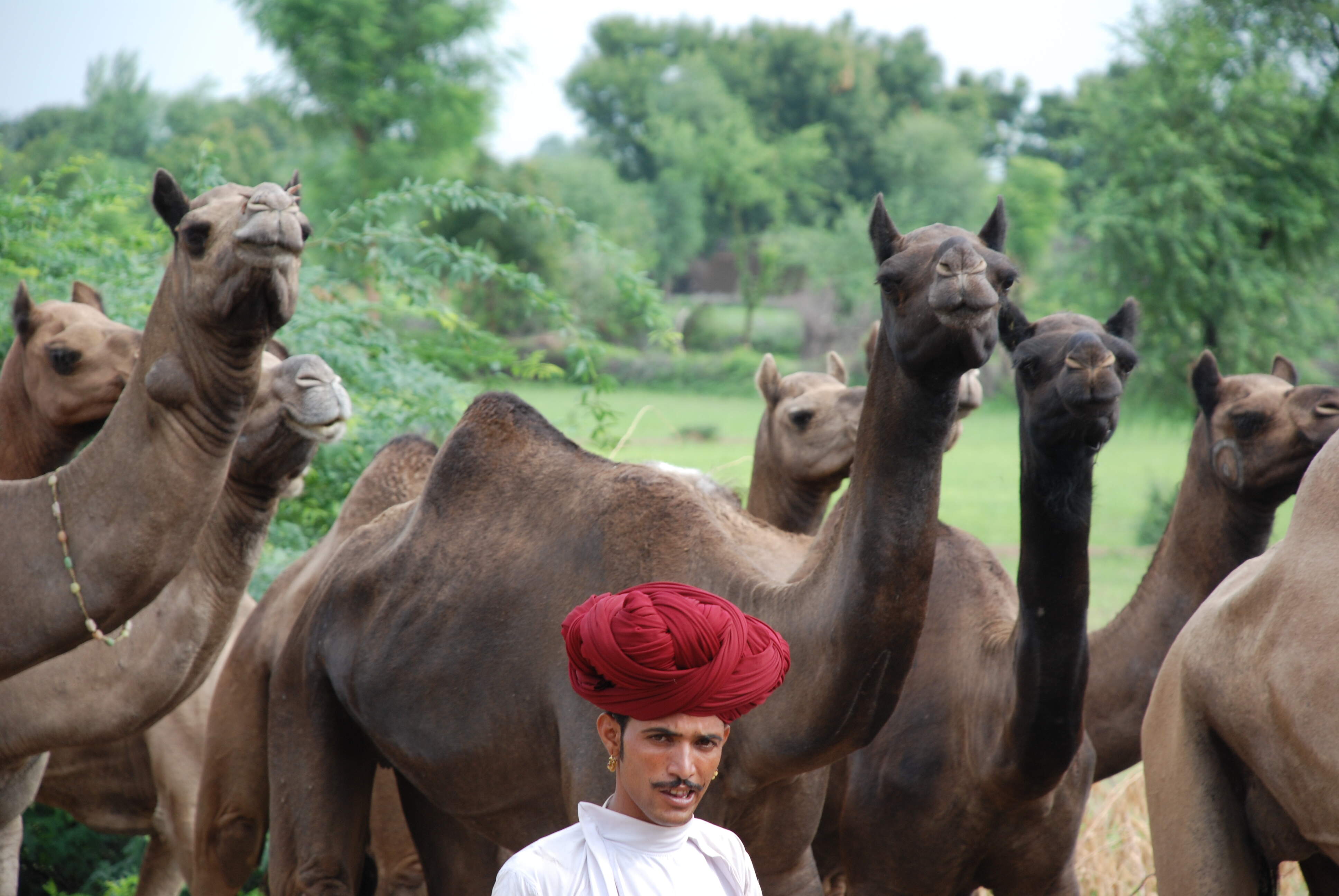 Herder with flock of camels.