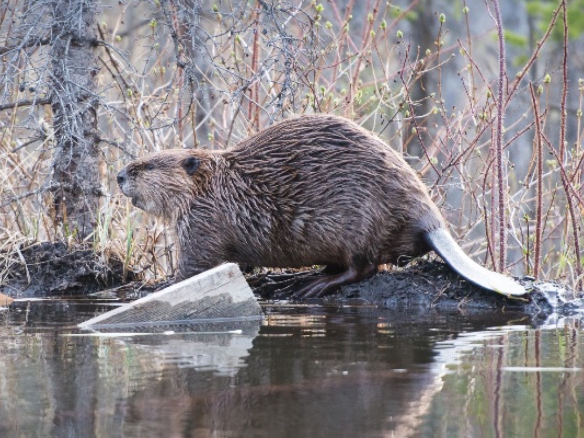 Shot of a beaver during the day. 