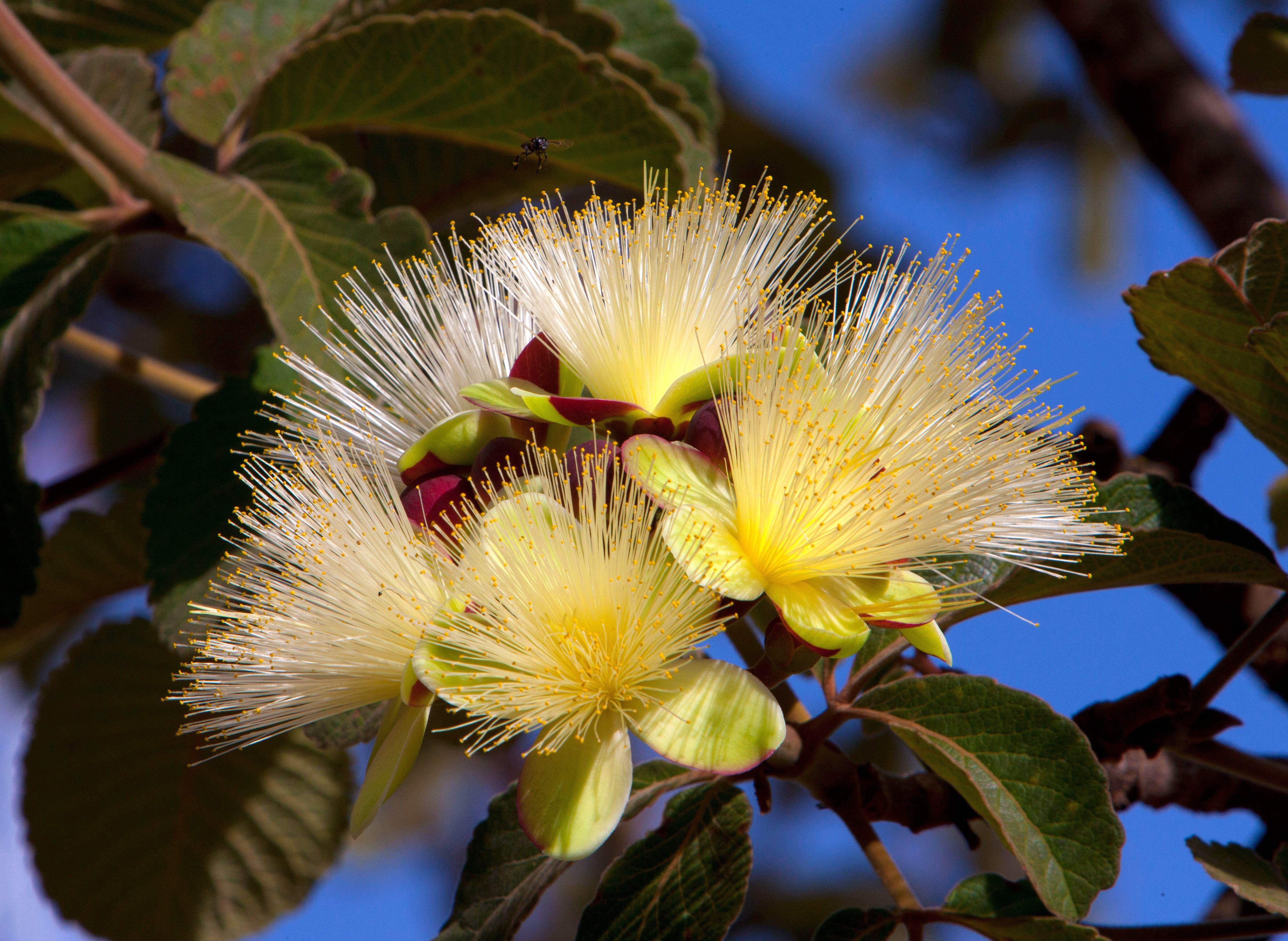 The pequi fruit tree, shown here flowering, is part of the strategy to restore forest diversity in Brazil. 