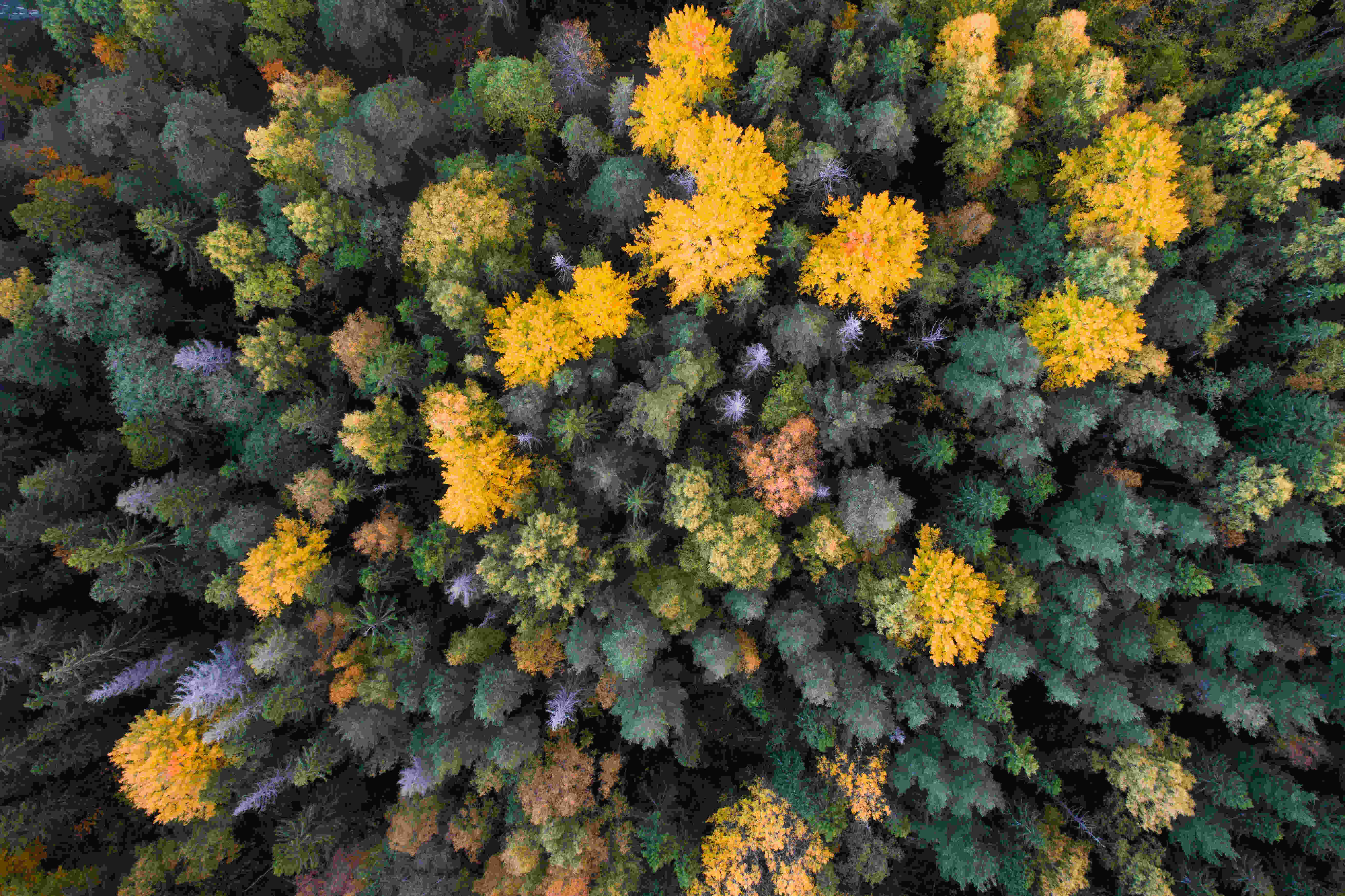 Aerial shot of the nordic boreal forest, with colors from dark green to bright yellow.