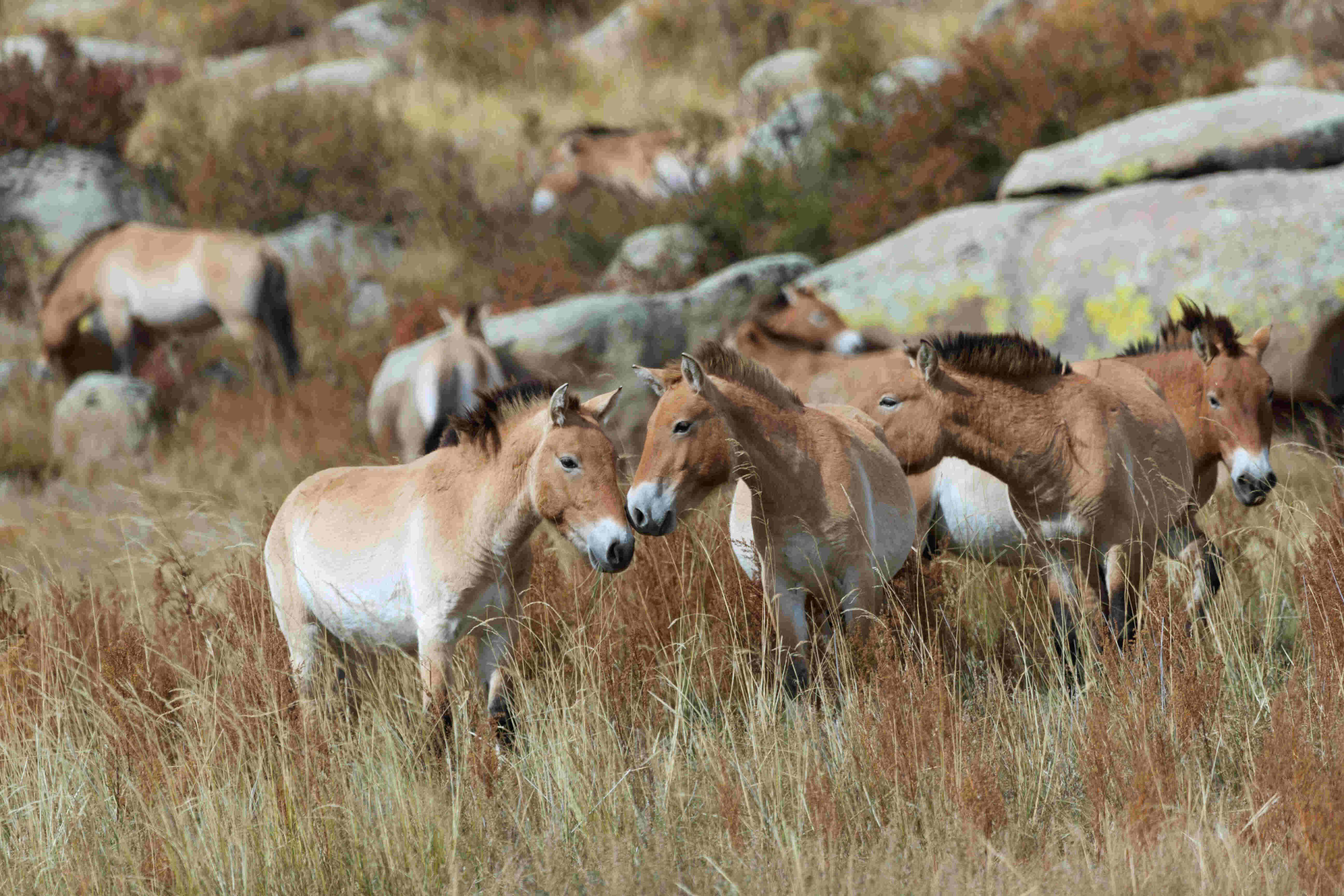 Band of wild Przewalski/Takhi Horse (Equus ferus przewalskii) bachelor stallions at, Hustai National Park, Tuv Province, Mongolia.