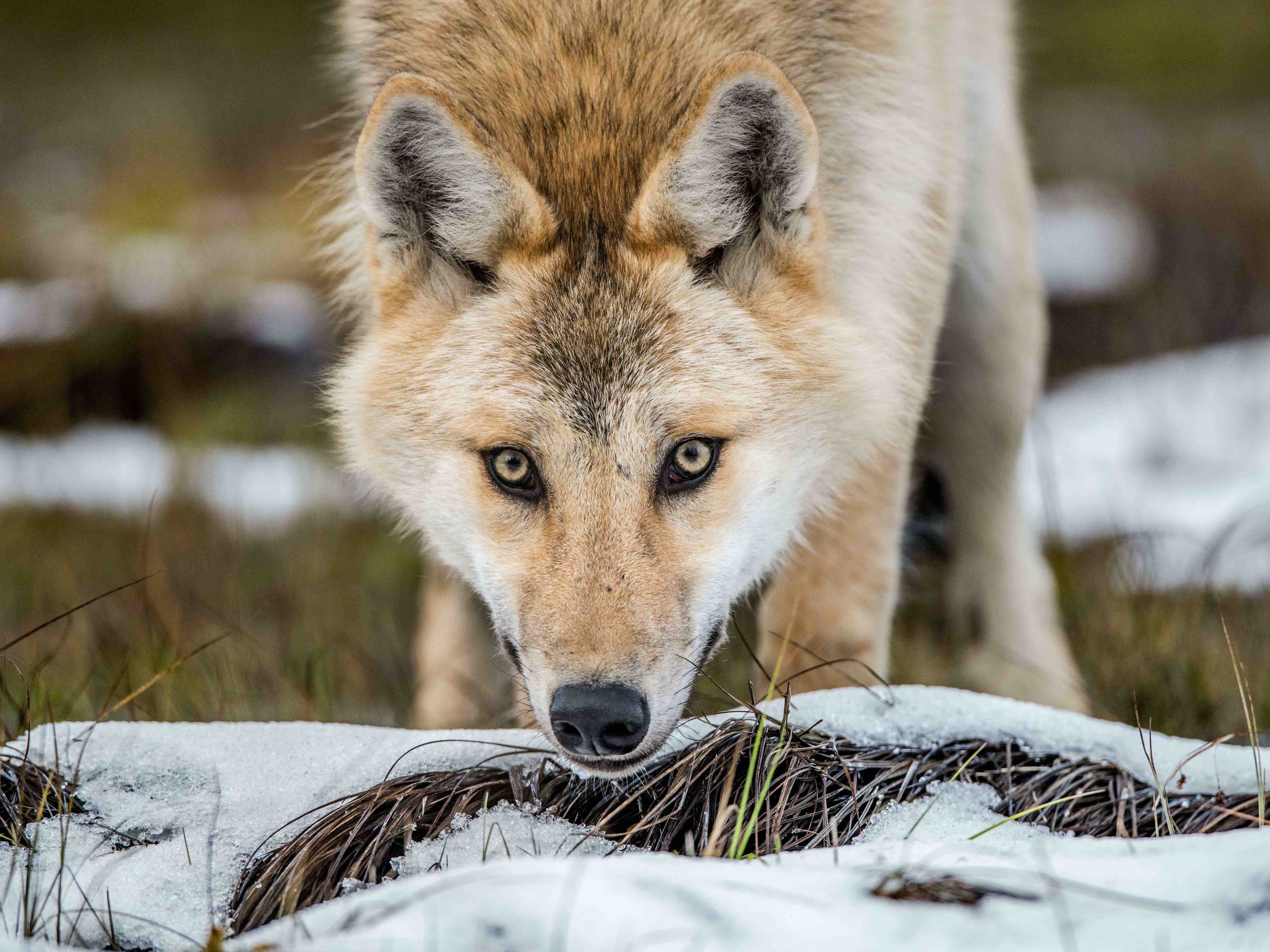 The Eurasian wolf (Canis lupus). Also known as the gray or grey wolf or as the Timber wolf.