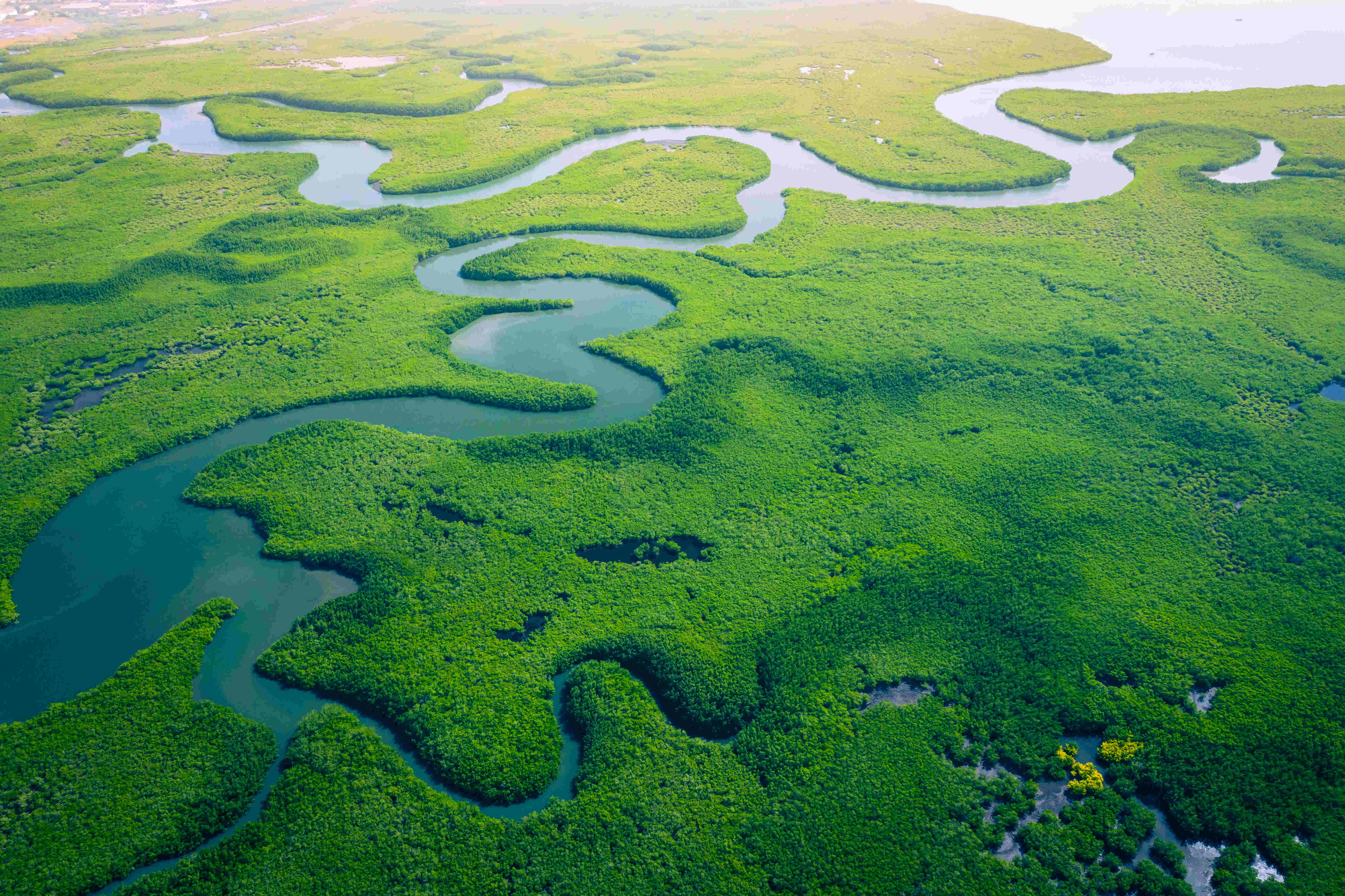 Aerial view of mangrove forest in The Gambia.