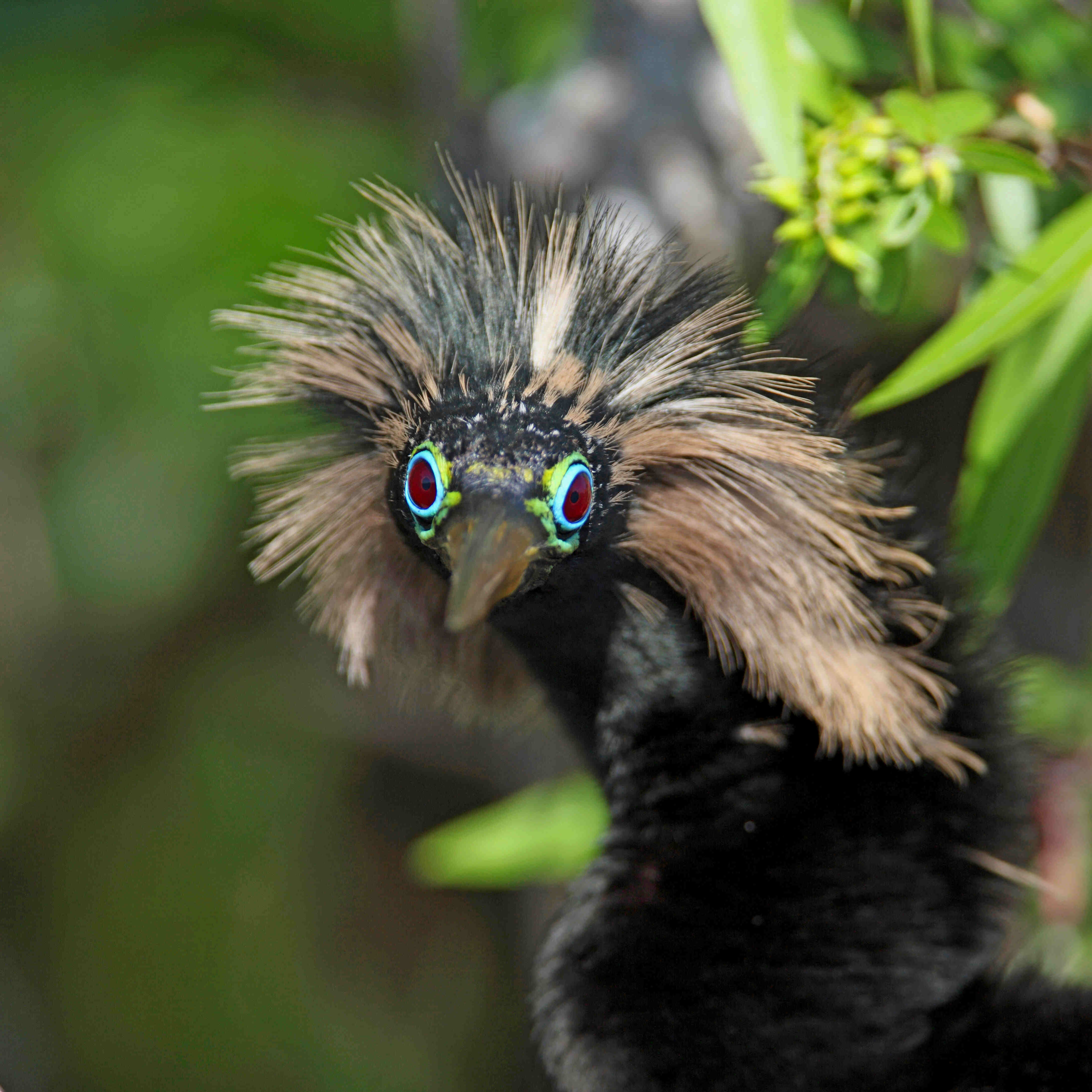 A male American darter (Anhinga anhinga) in the Everglades National Park, Florida.