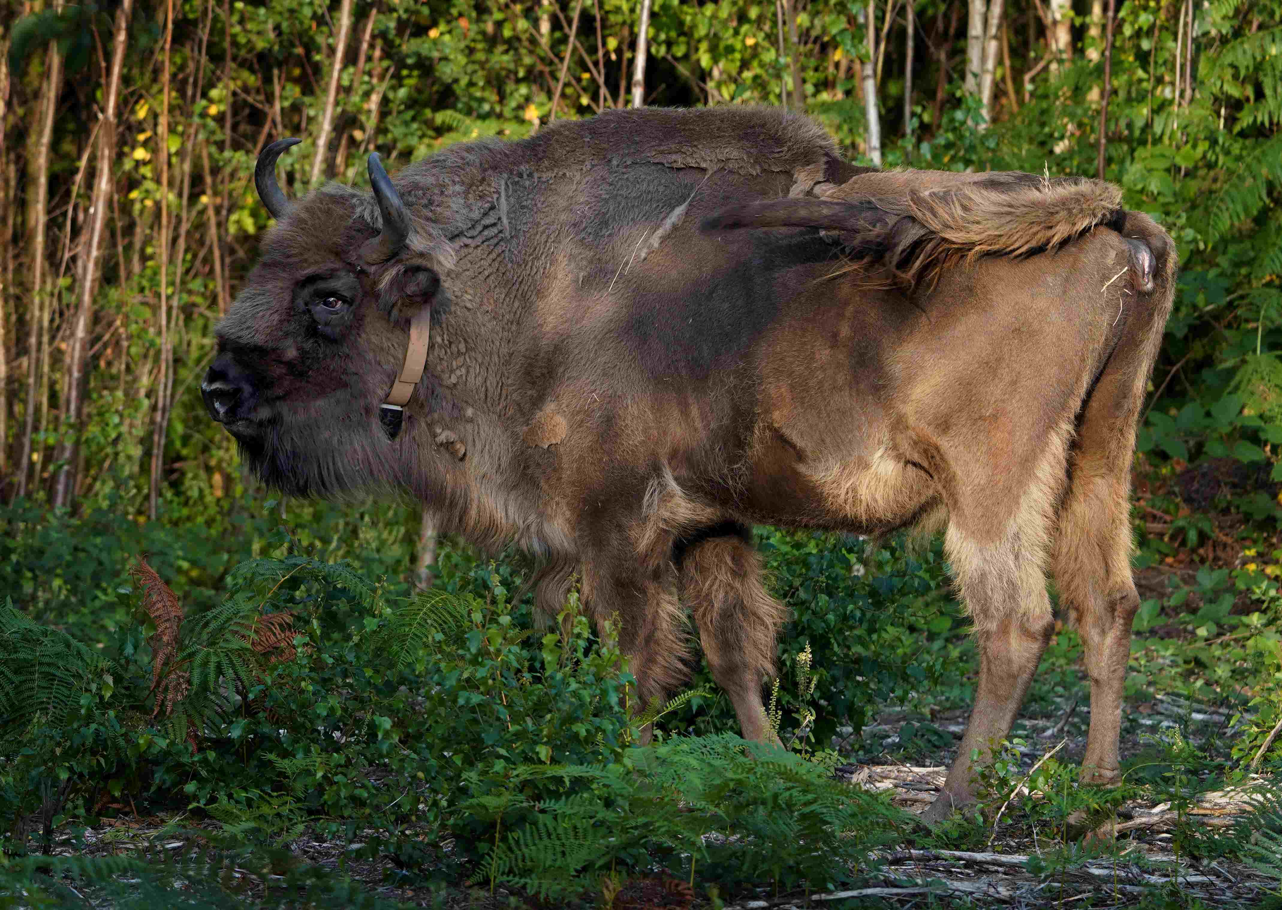 One of four bisons explores her surroundings as they are released into West Blean and Thornden Woods, near Canterbury in Kent, in 2022.