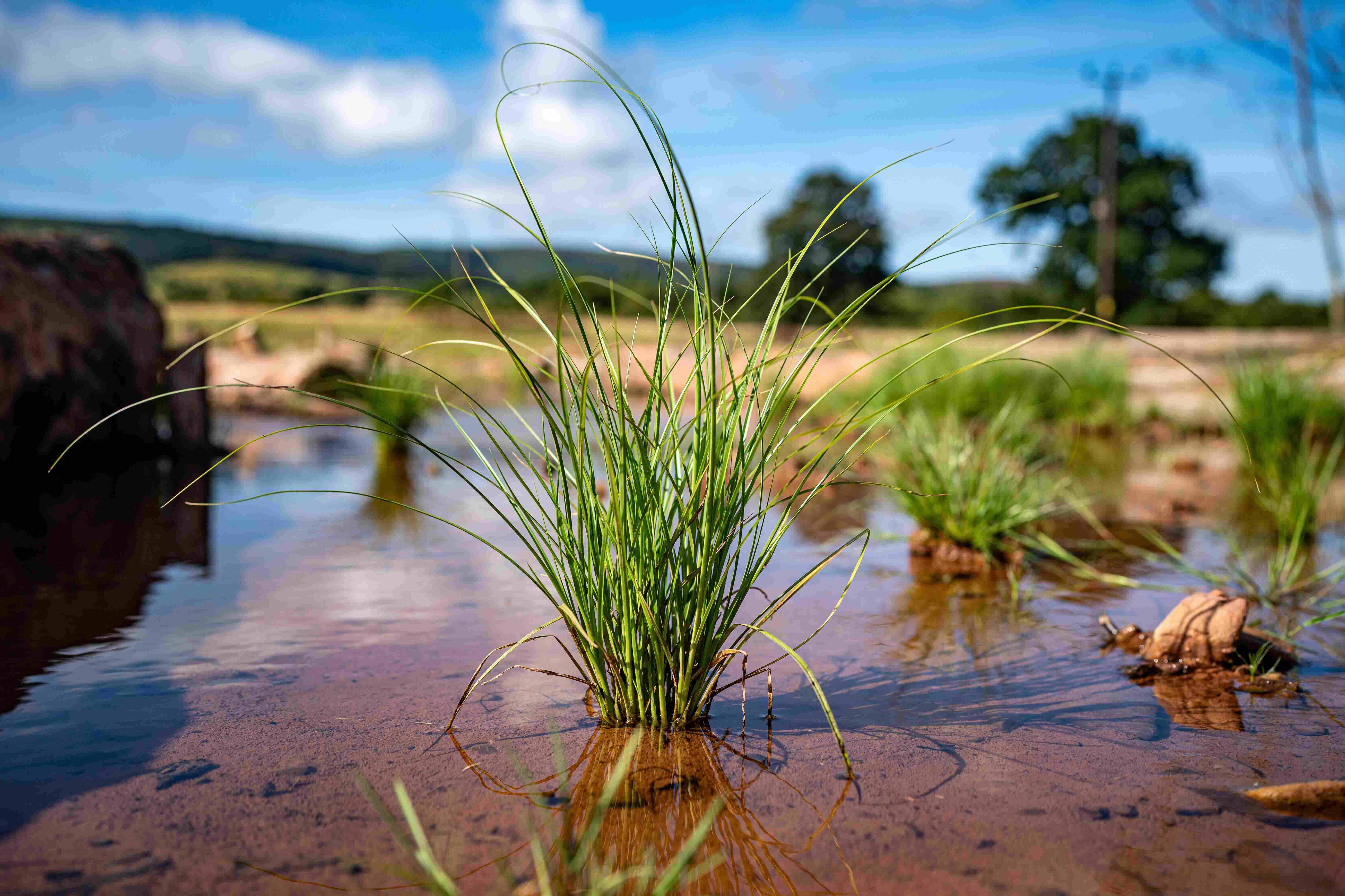 Plants and wildlife thrive on the River Aller on National Trust Holnicote Estate, Exmoor, Somerset (UK).