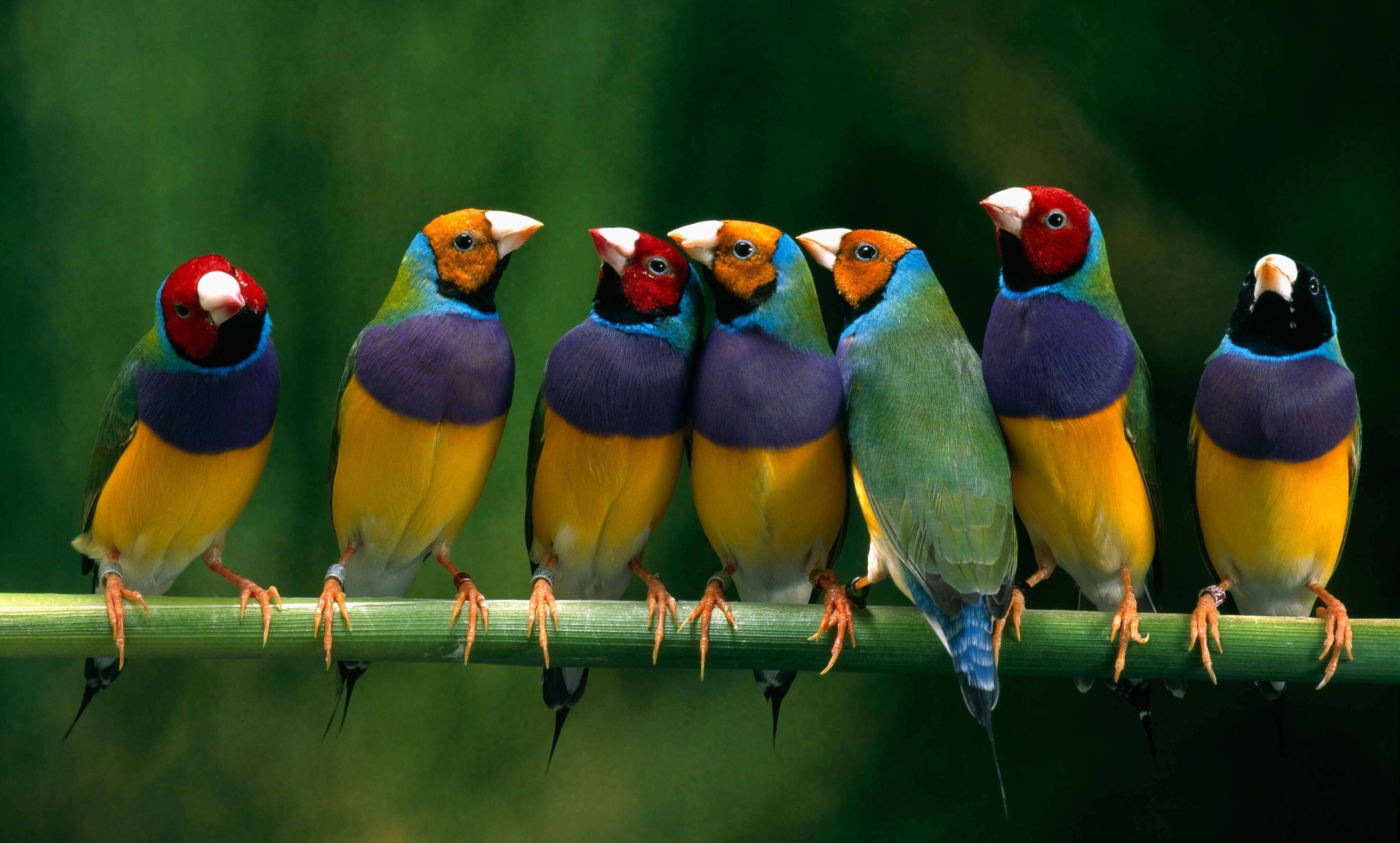 Gouldian finches.