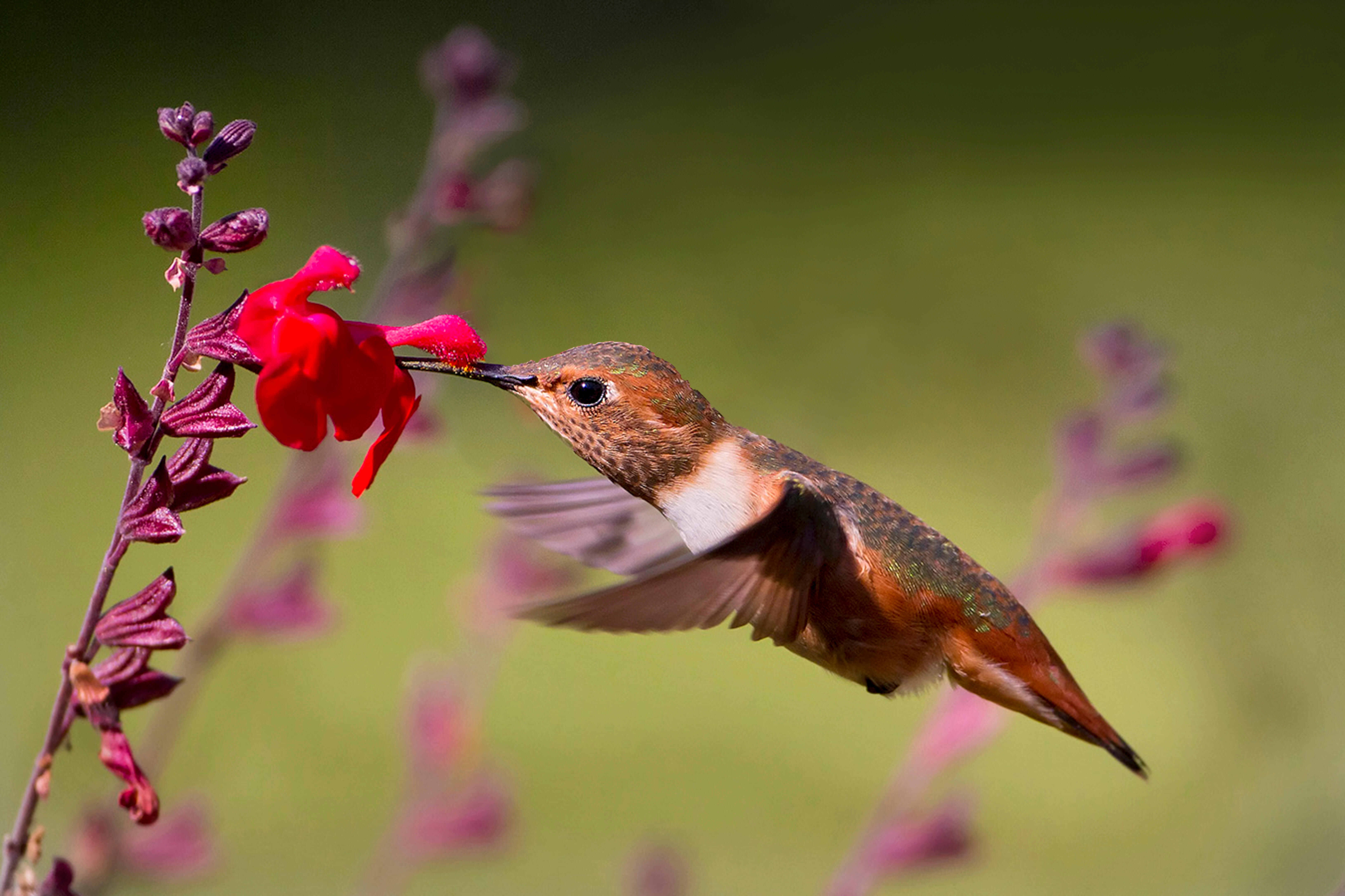 Allen's hummingbird feeding and pollinating midflight. 