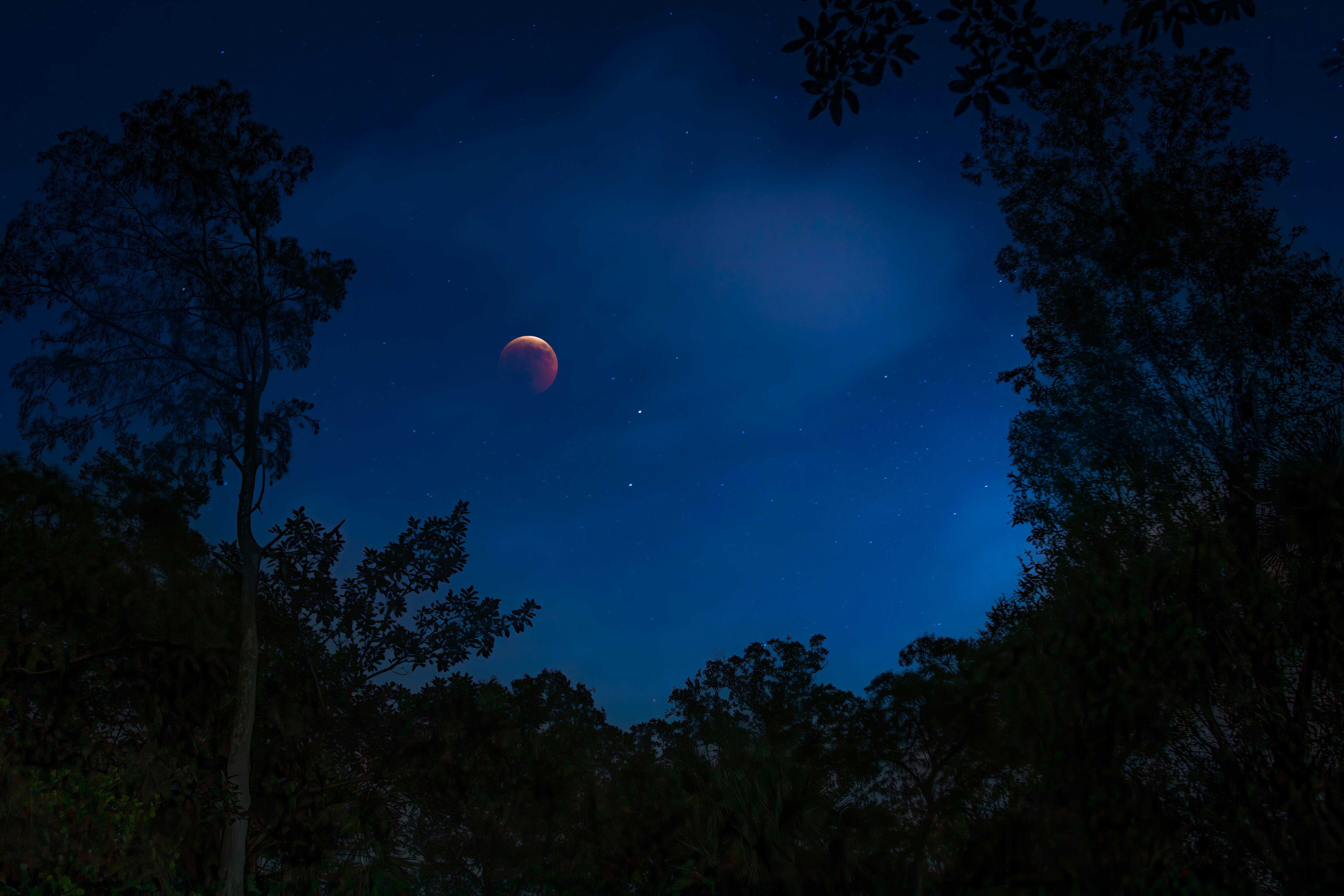 A blood moon lunar eclipse, Everglades, Florida.