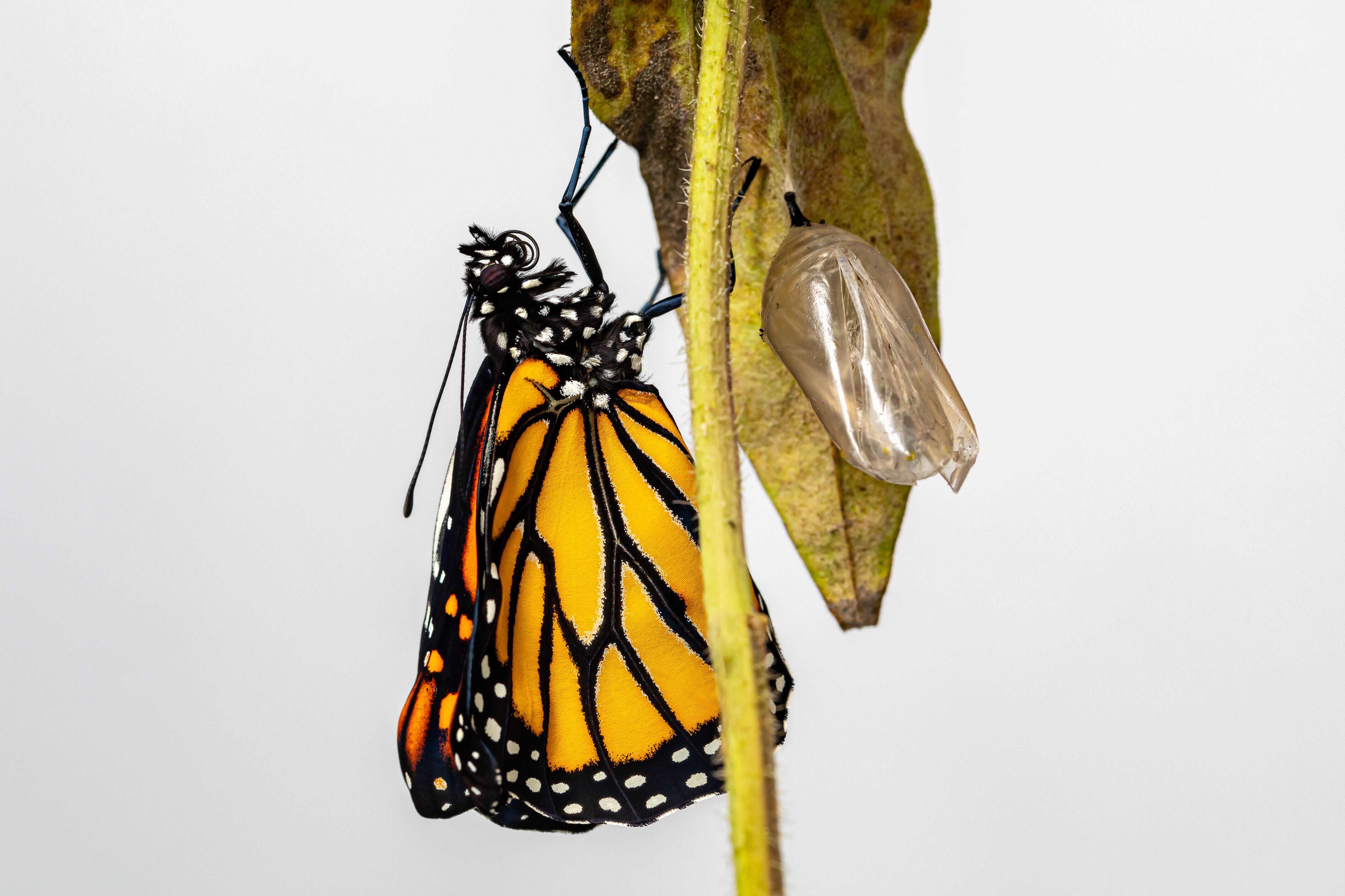 Monarch butterfly just emerged from chrysalis completing the metamorphosis.