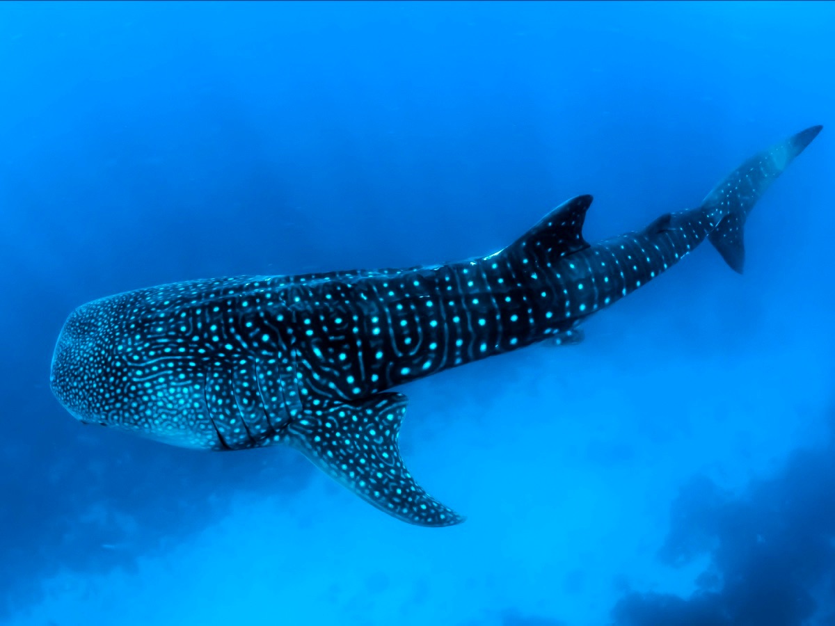 The whale shark is the largest known fish.