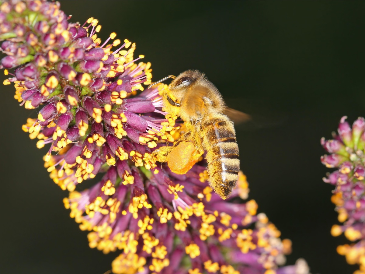 A honeybee collects pollen from the flowers of desert false indigo. 