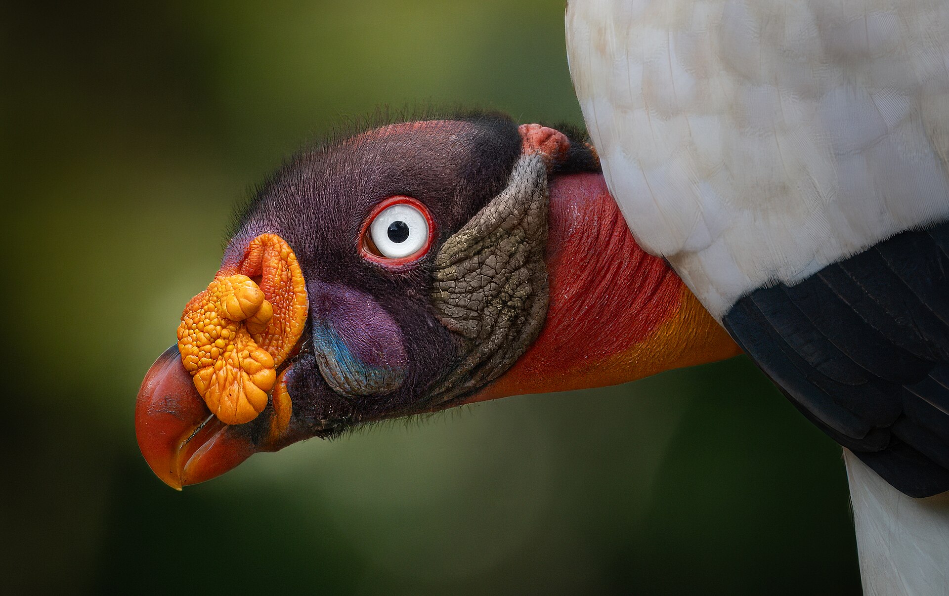 Headshot of king vulture. 