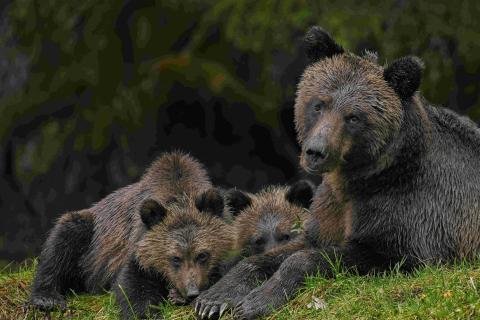 Female grizzly bear and two cubs in the Great Bear Rainforest, Canada.