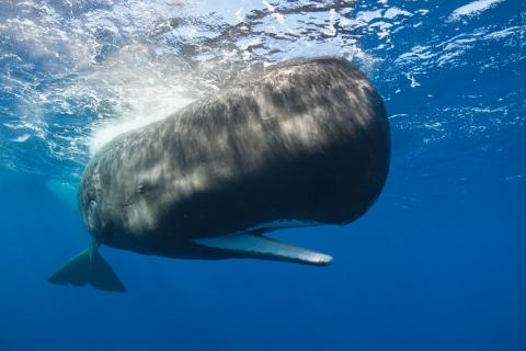 Shot of a sperm whale underwater in the Caribbean Sea, Dominica.
