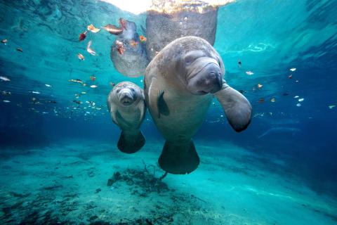 West Indian Manatees. Mother and calf at Three Sisters Springs in Florida.
